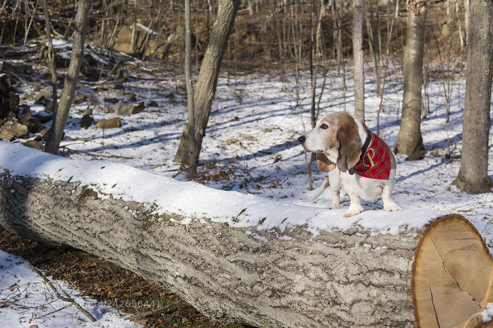 Nikon D7100 sample photo. Bassets photography
