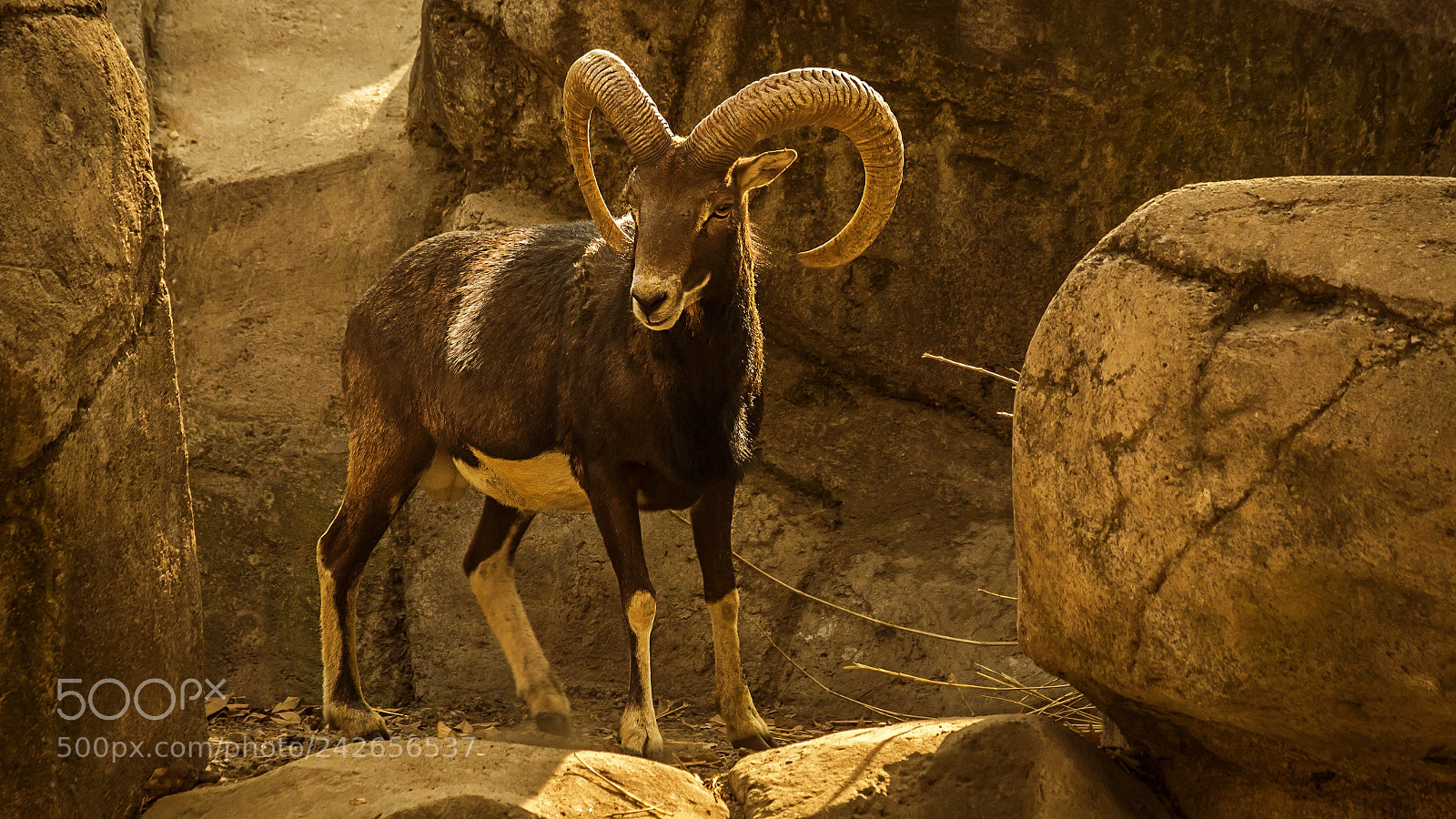 Canon EOS 700D (EOS Rebel T5i / EOS Kiss X7i) sample photo. Mountain goat photography
