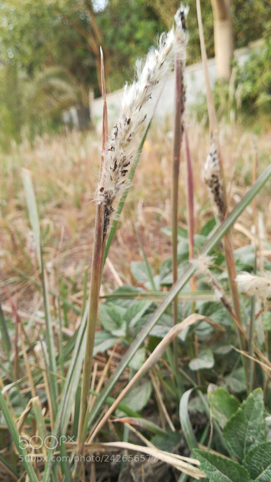HUAWEI P10 lite sample photo. Mobile photography photography