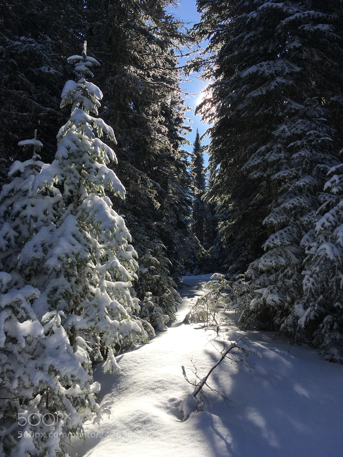 Apple iPhone SE sample photo. Winter path photography