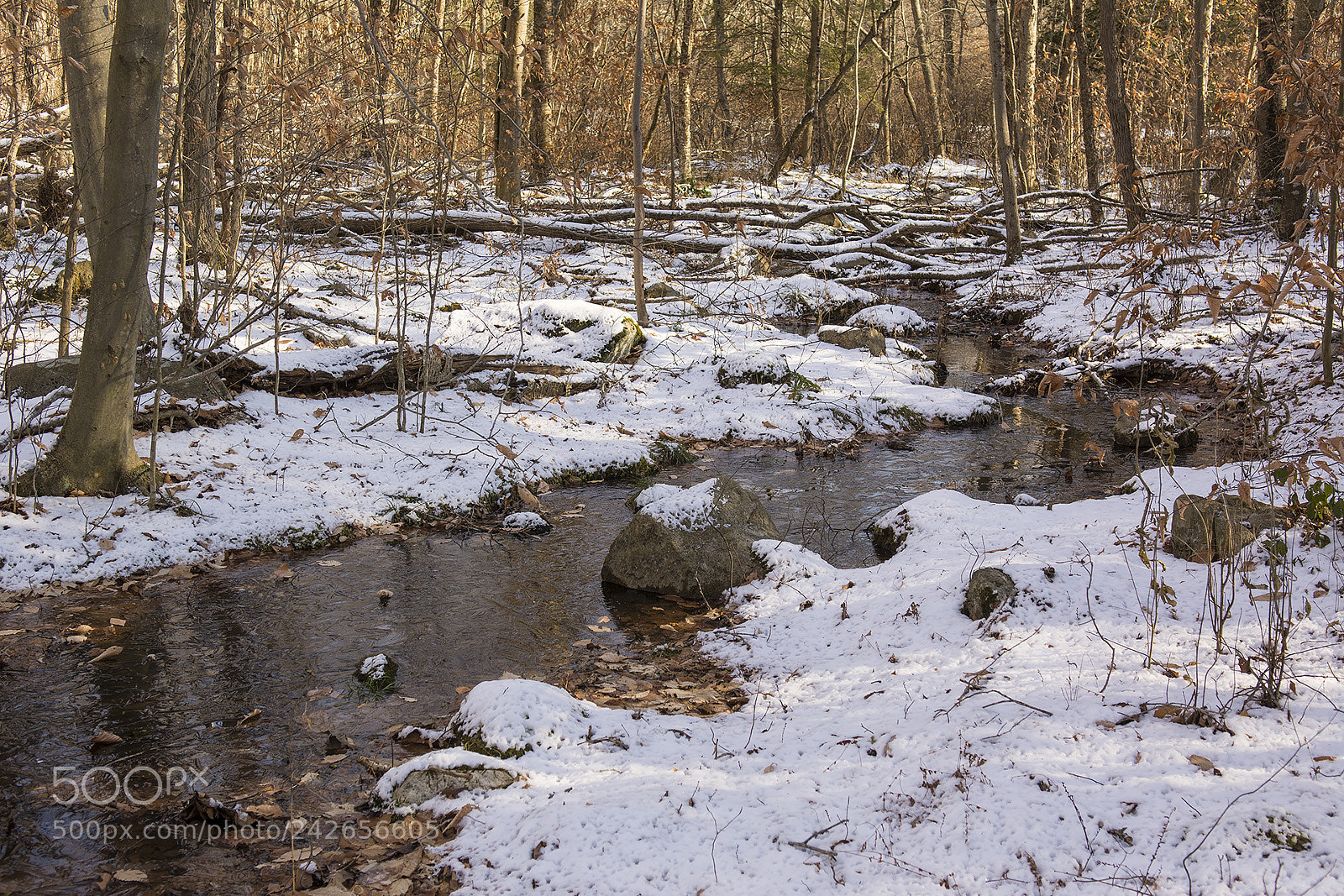 Nikon D7100 sample photo. Bassets photography