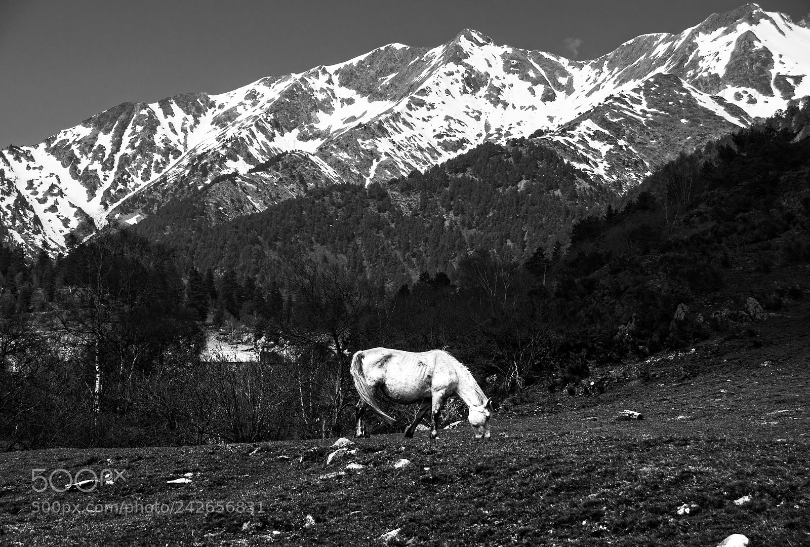 Nikon D5000 sample photo. White horse in the photography