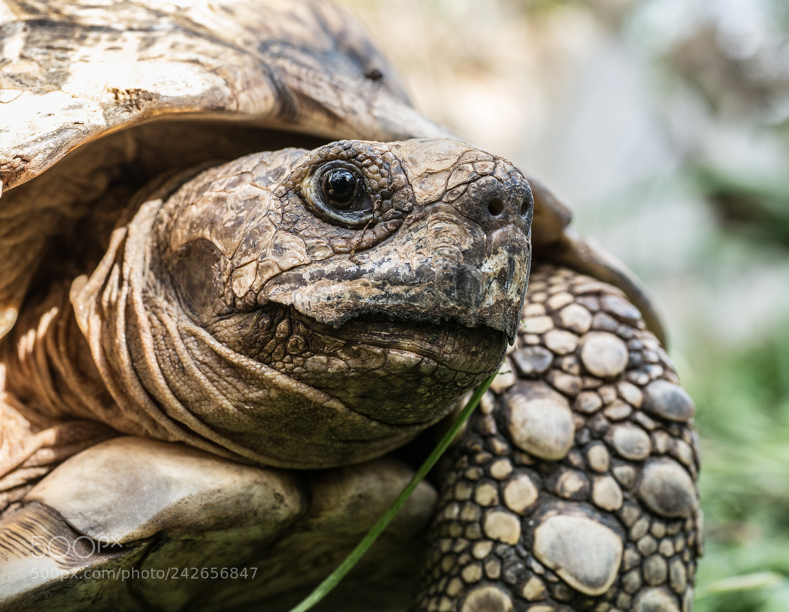 Panasonic DMC-G70 sample photo. Turtle photography