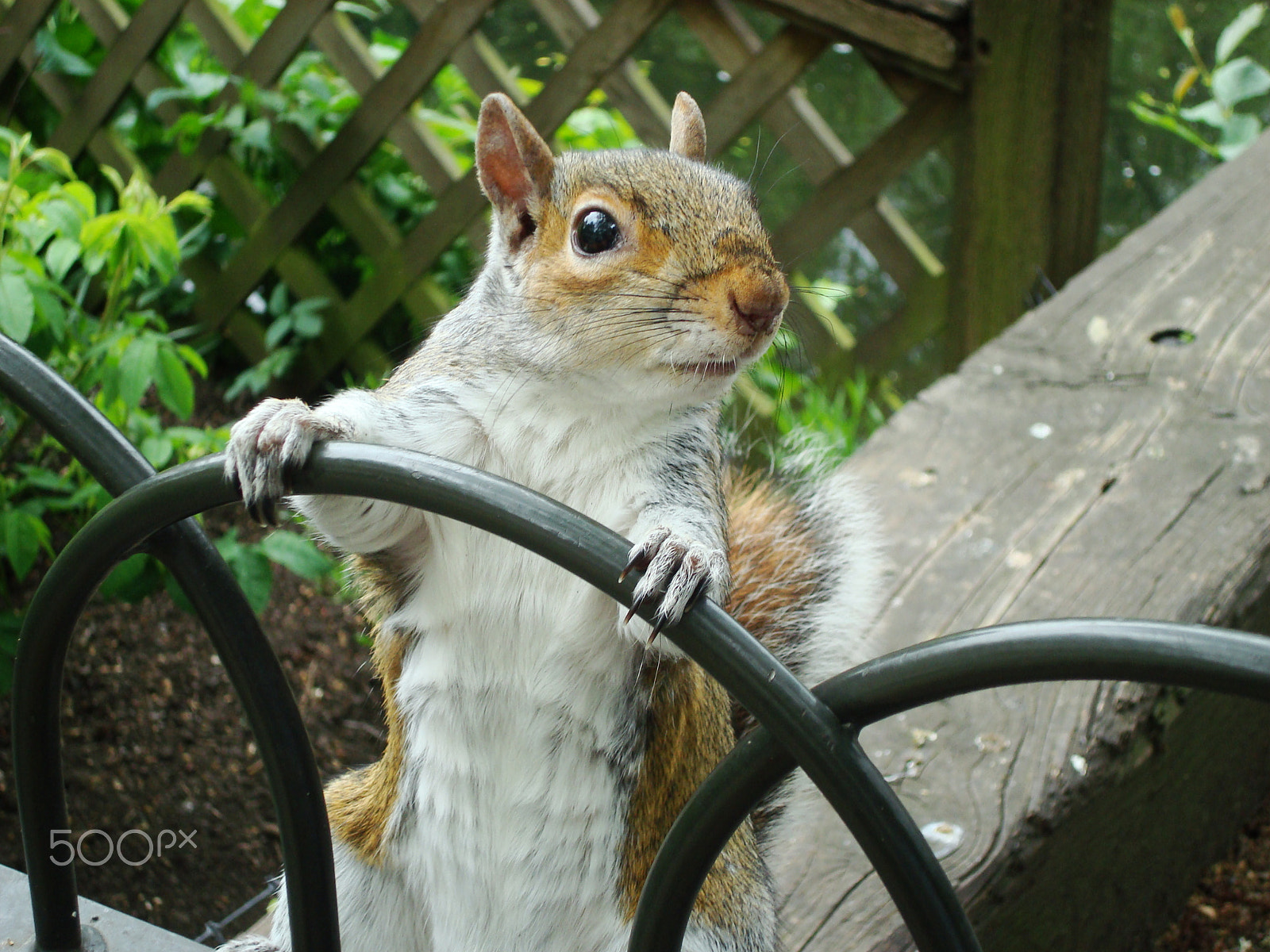 Sony DSC-W80 sample photo. Squirrel photography