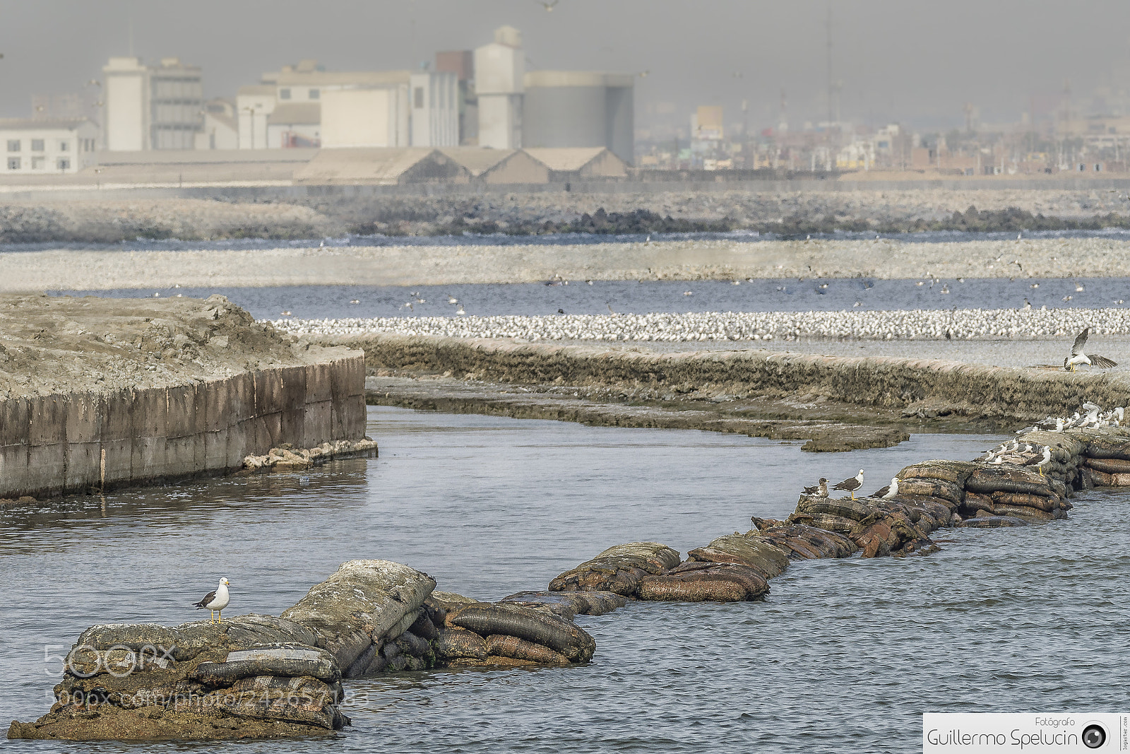 Sony ILCA-77M2 sample photo. The arenilla wetland photography