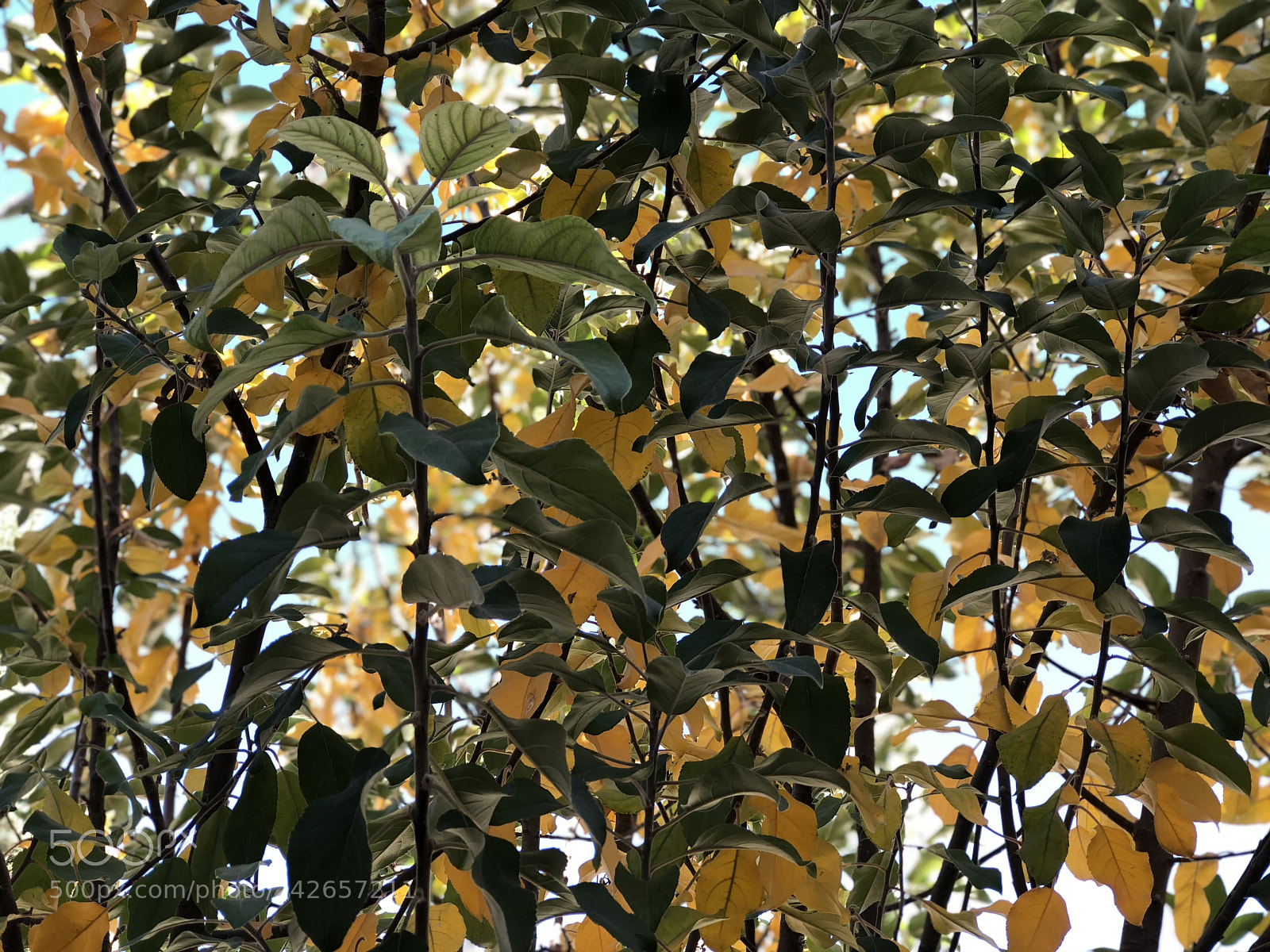 Apple iPhone 8 Plus sample photo. Untitled photography