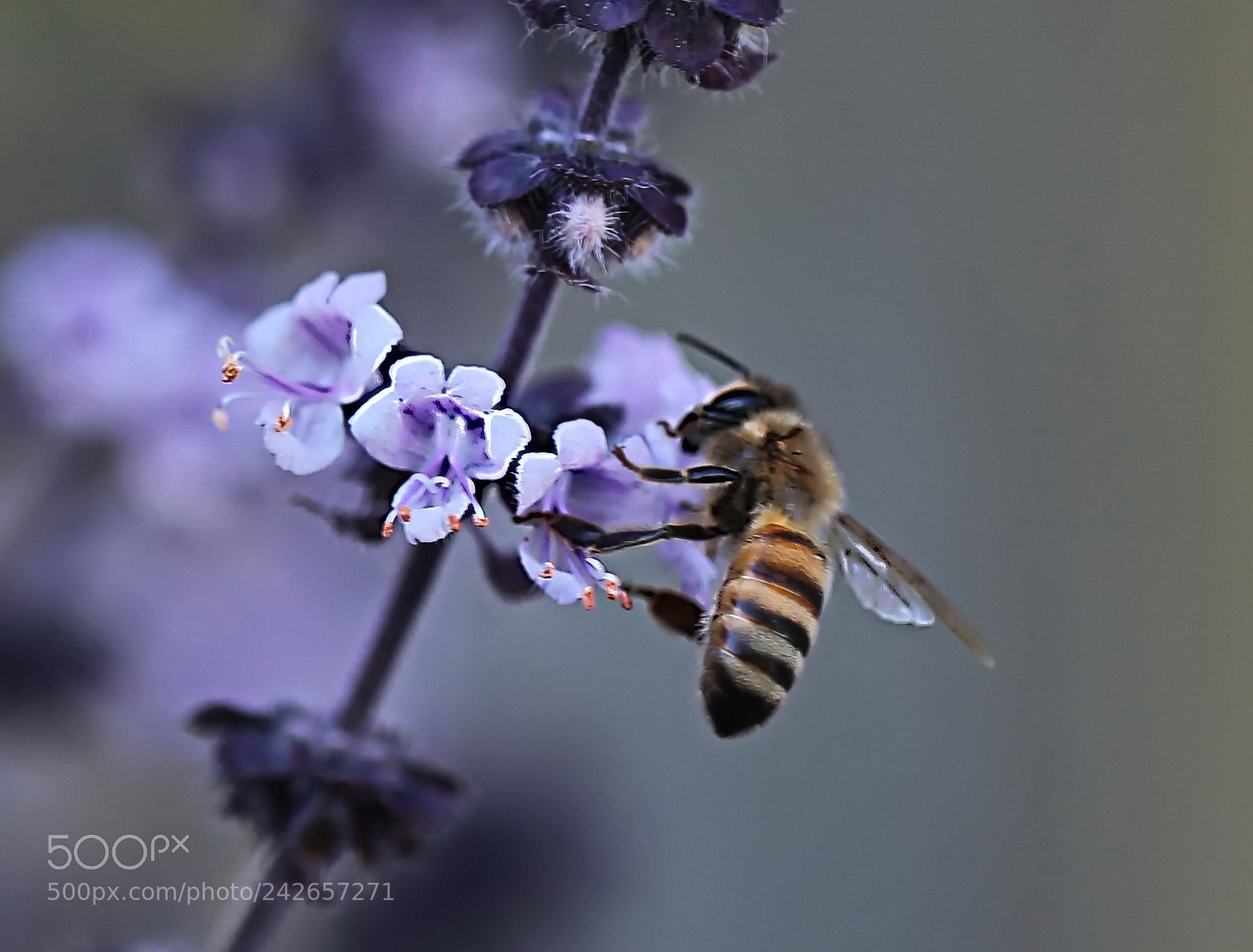 Canon EOS 6D sample photo. Bee,working... photography