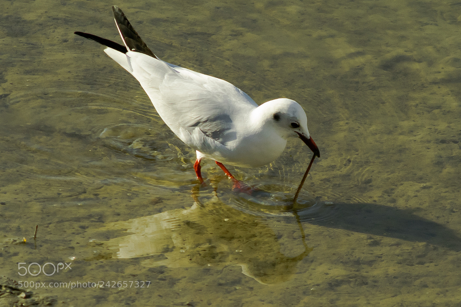 Nikon D3100 sample photo. Seagull photography