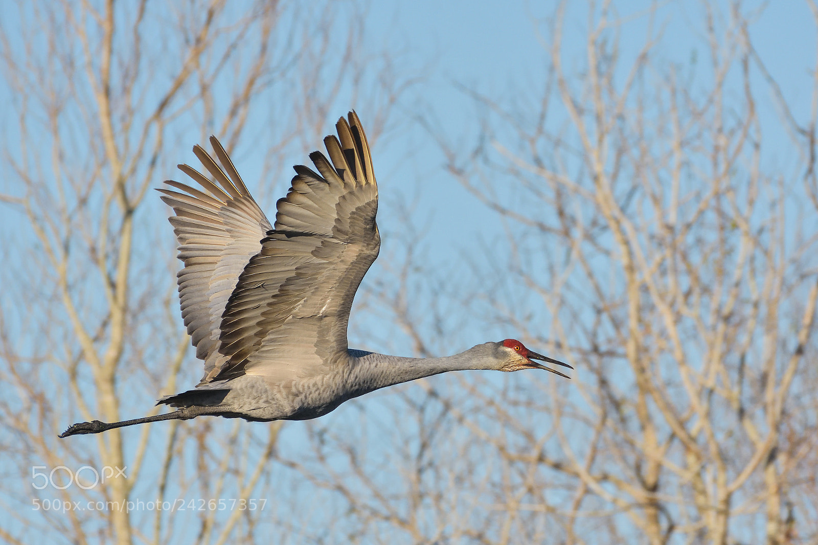 Nikon D7200 sample photo. Sand hill crane photography