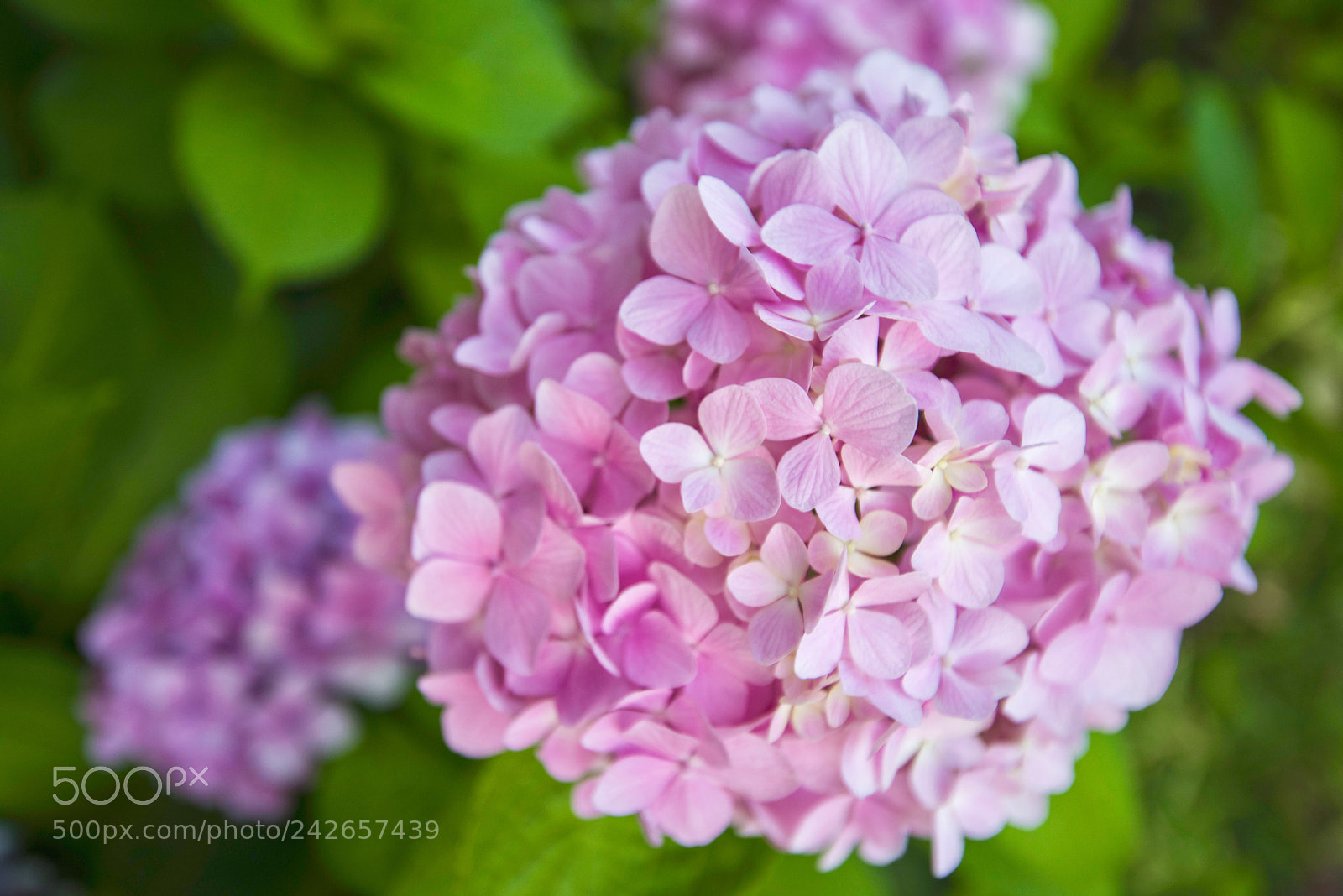 Nikon D810 sample photo. Flower photography