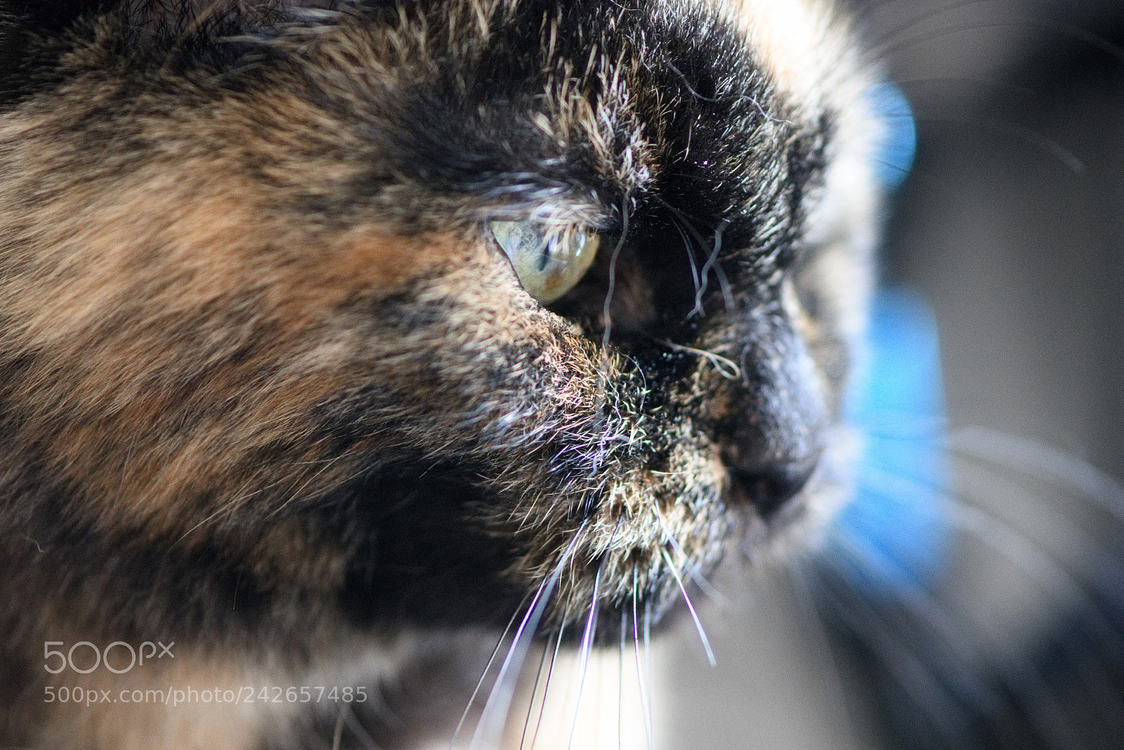 Nikon D7200 sample photo. Macro cat 1 photography