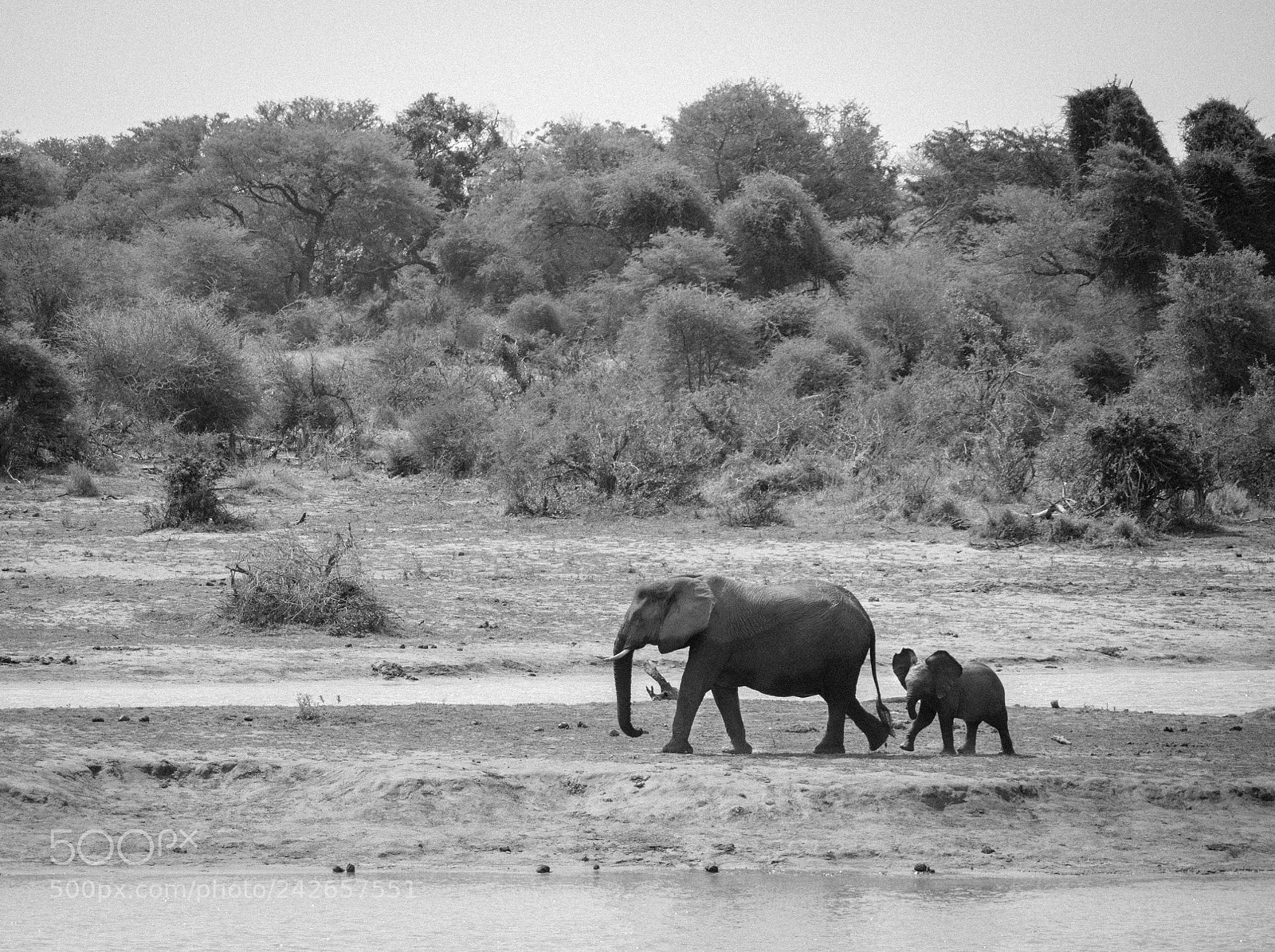 Panasonic Lumix DMC-GX8 sample photo. Elephant and young photography