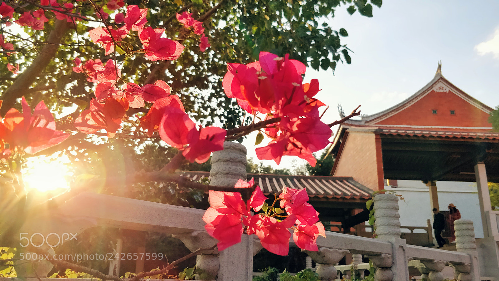 OnePlus 5 sample photo. 三角梅 photography