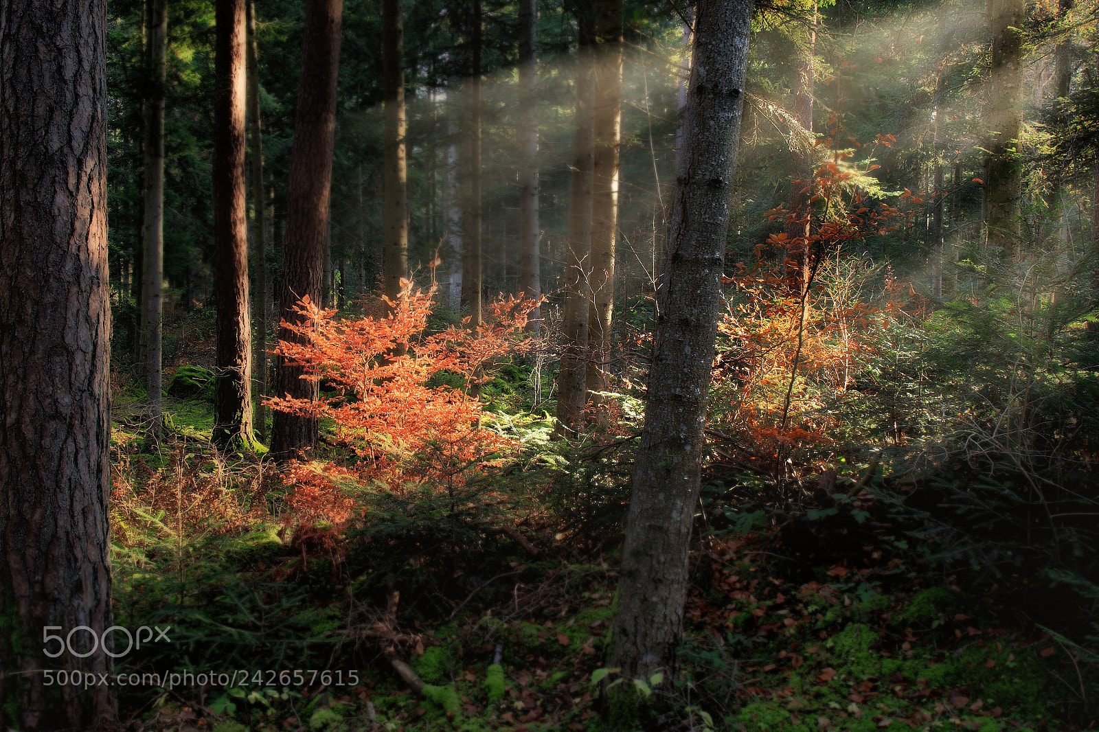 Canon EOS 7D Mark II sample photo. Ka photography