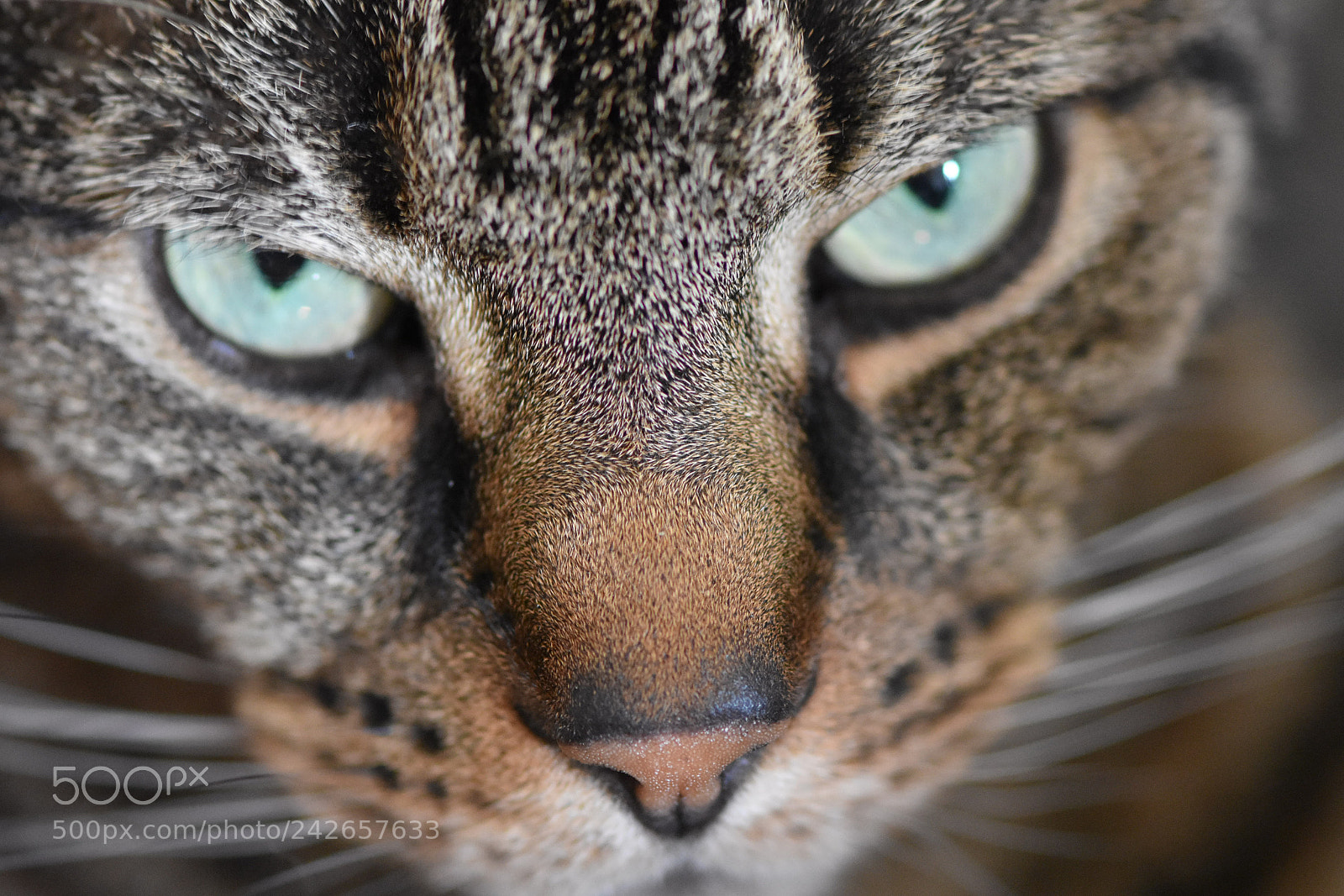 Nikon D7200 sample photo. Macro cat 2 photography