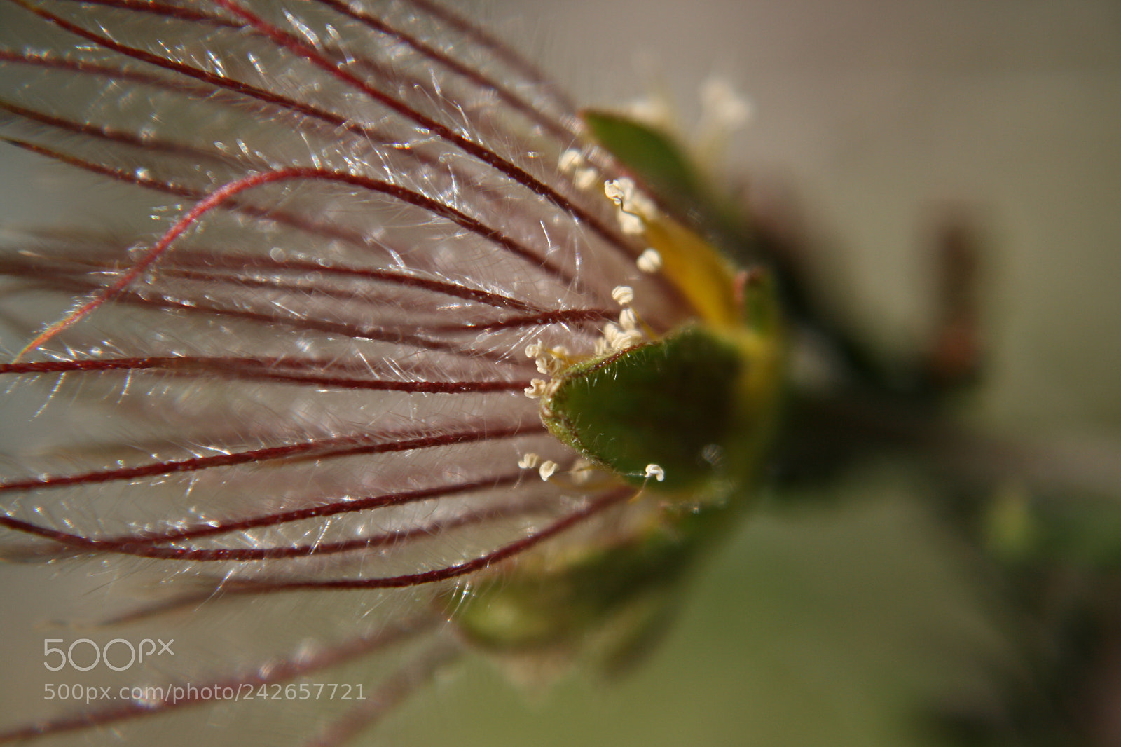 Canon EF-S 18-55mm F3.5-5.6 II sample photo. Evanescence of life and photography