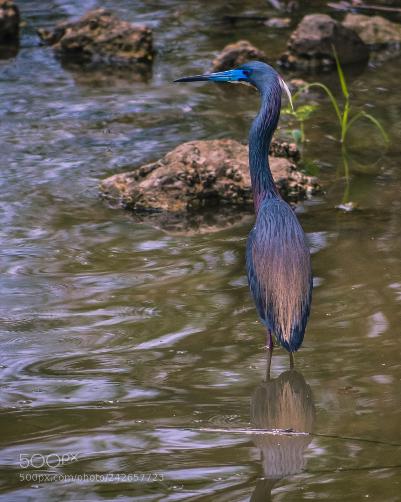 Nikon D200 sample photo. Tricolored 2 photography