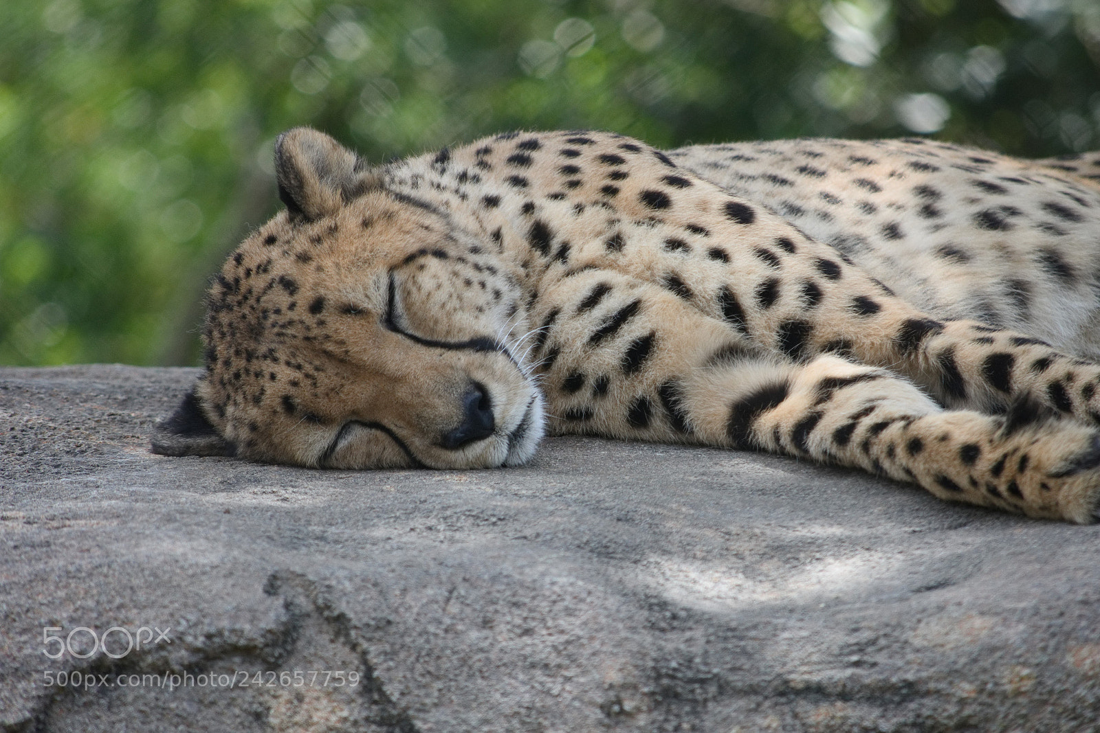 Nikon D7200 sample photo. Cheetah napping photography
