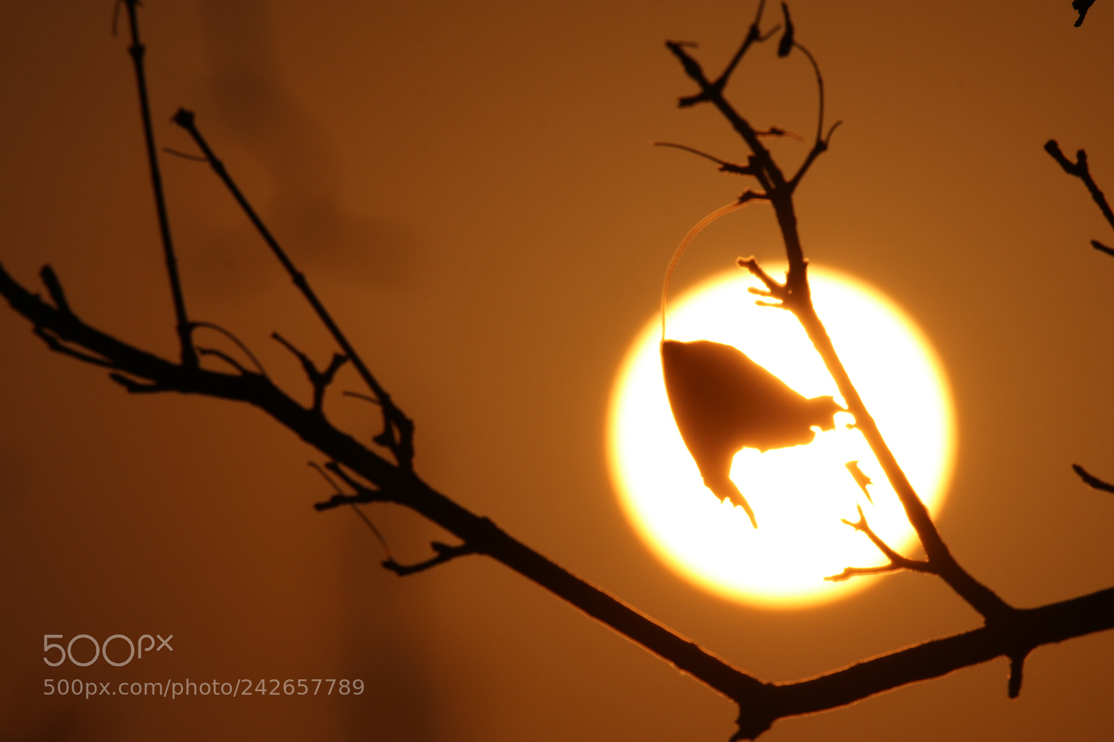 Tamron SP 150-600mm F5-6.3 Di VC USD sample photo. The lonely leaves of photography