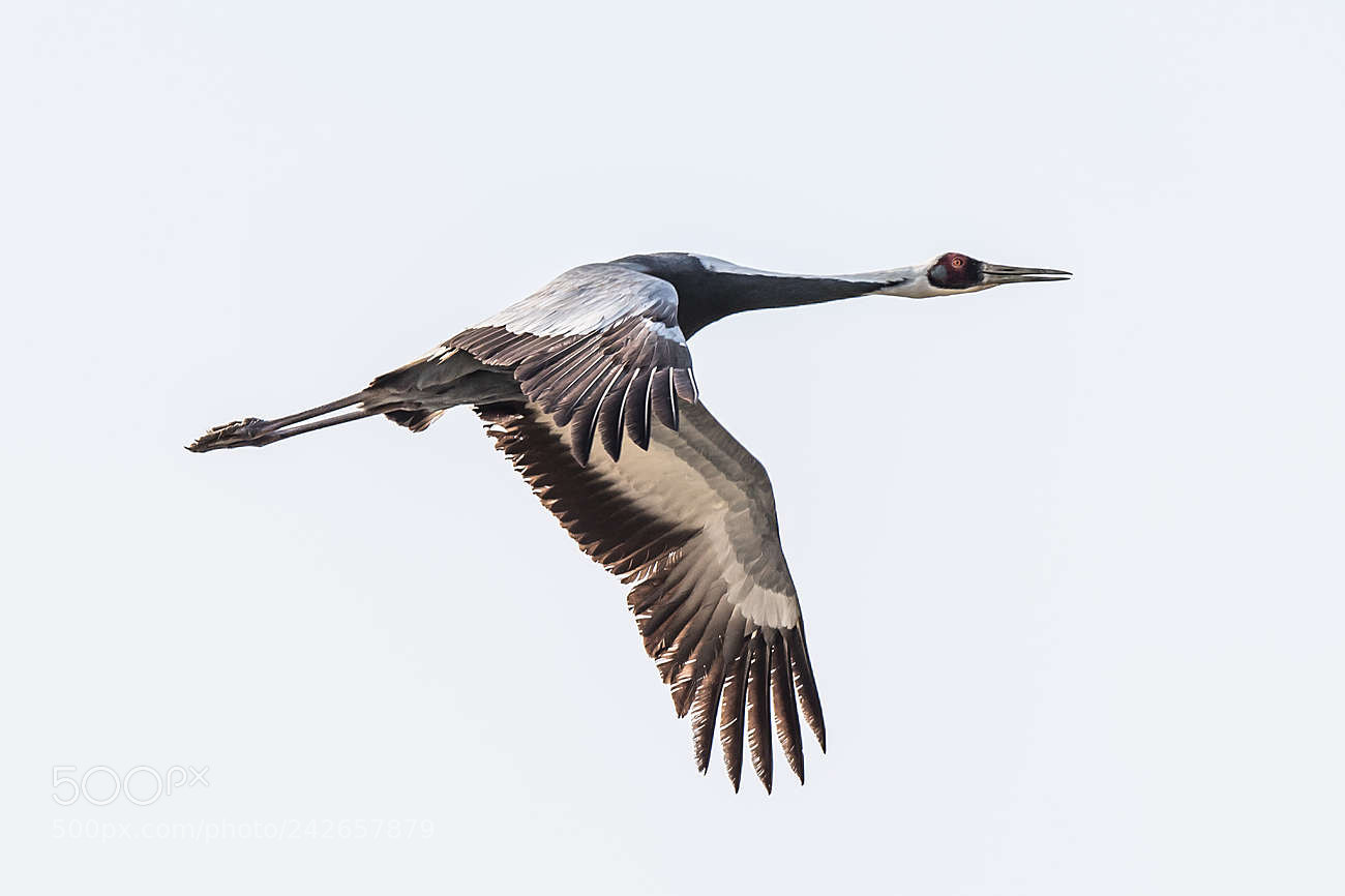 Nikon D5 sample photo. Flying photography