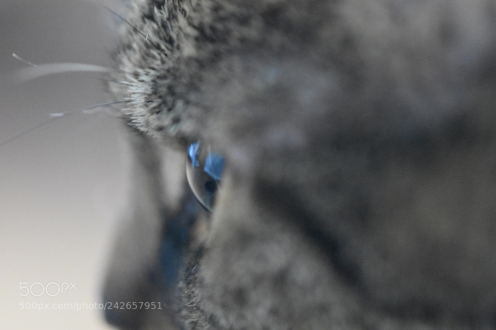 Nikon D7200 sample photo. Macro cat 3 photography