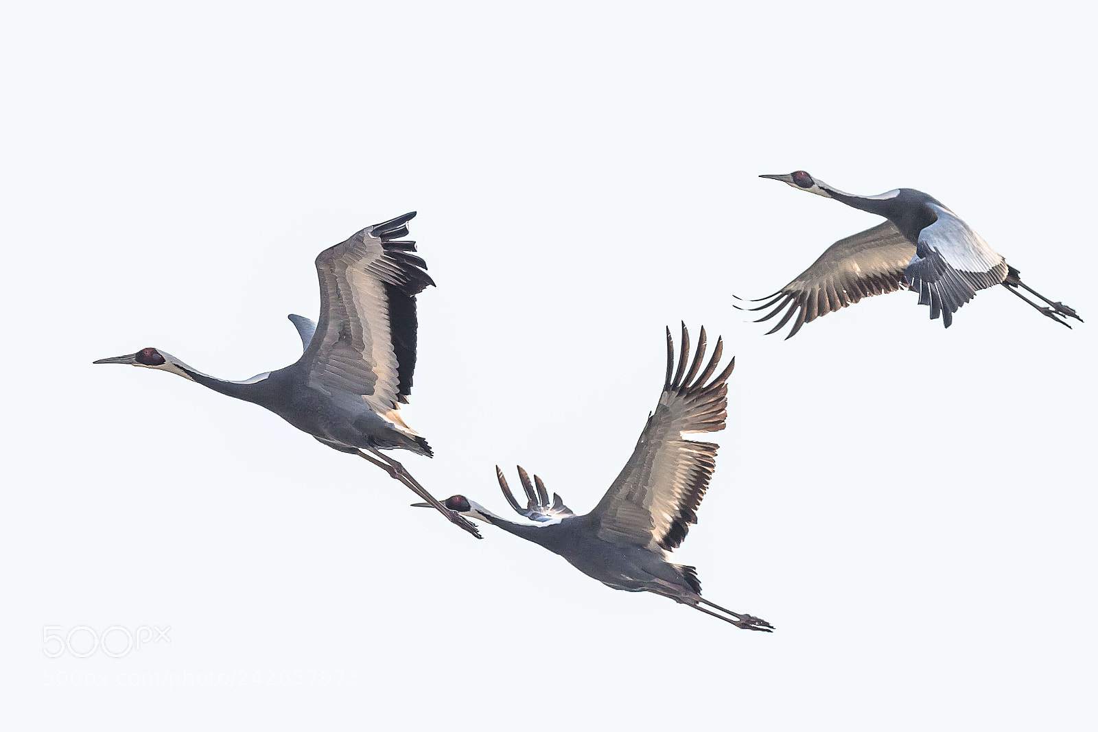 Nikon D5 sample photo. Flying photography