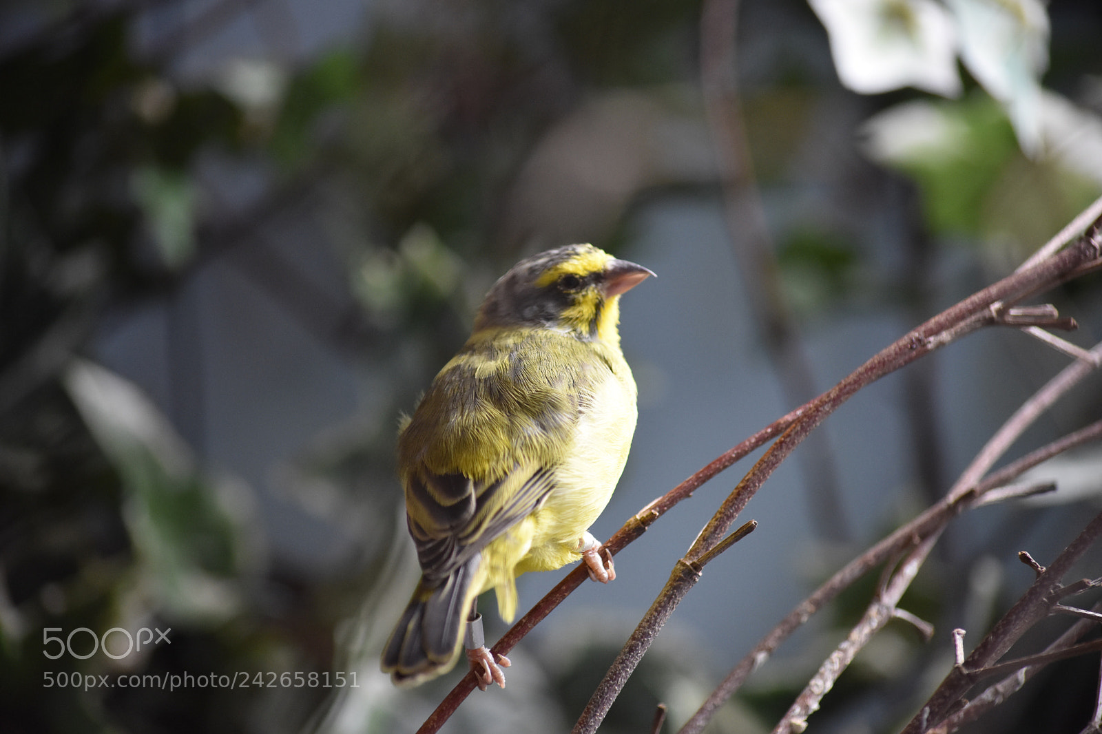 Nikon D7200 sample photo. Song bird photography