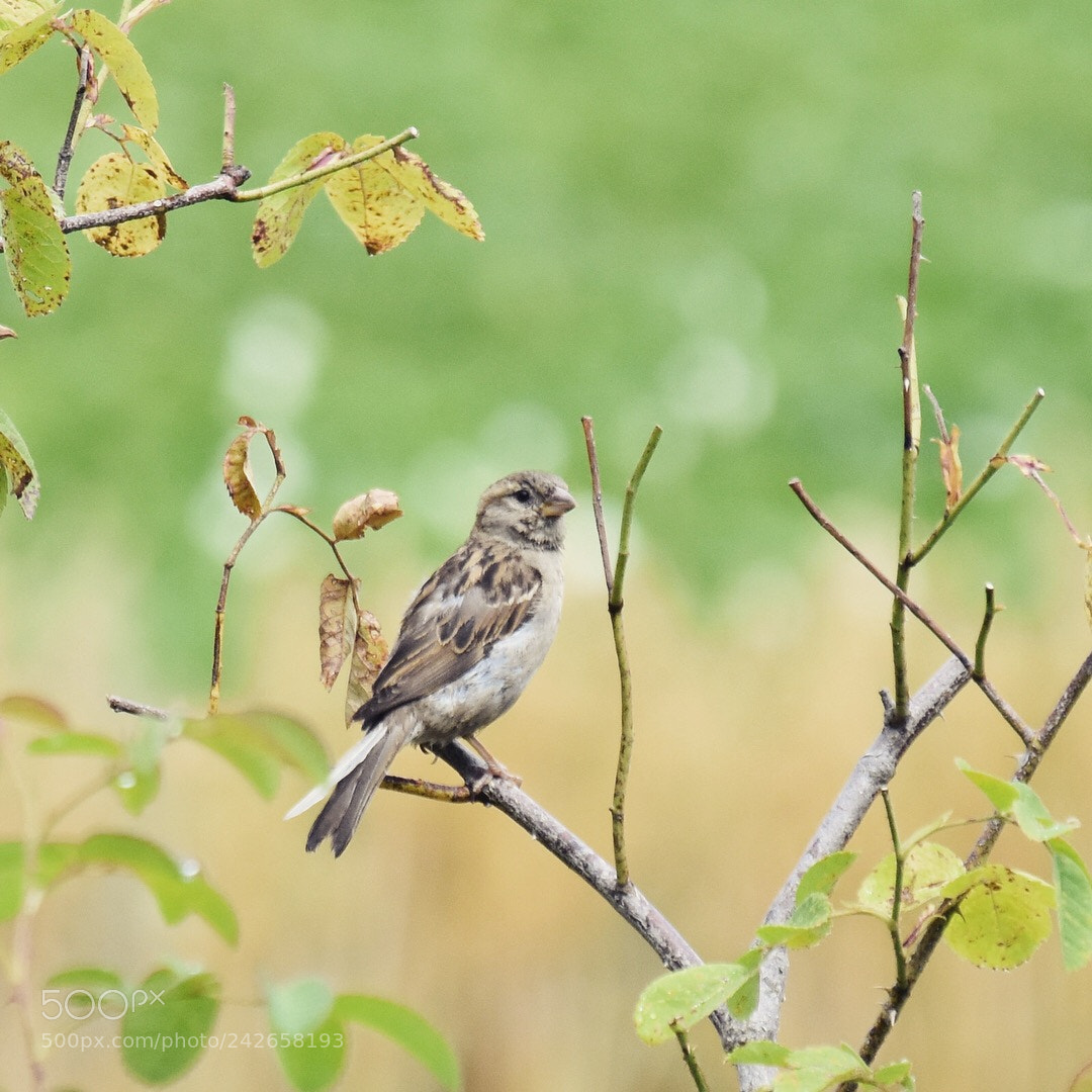 Nikon D7200 sample photo. Sperling photography