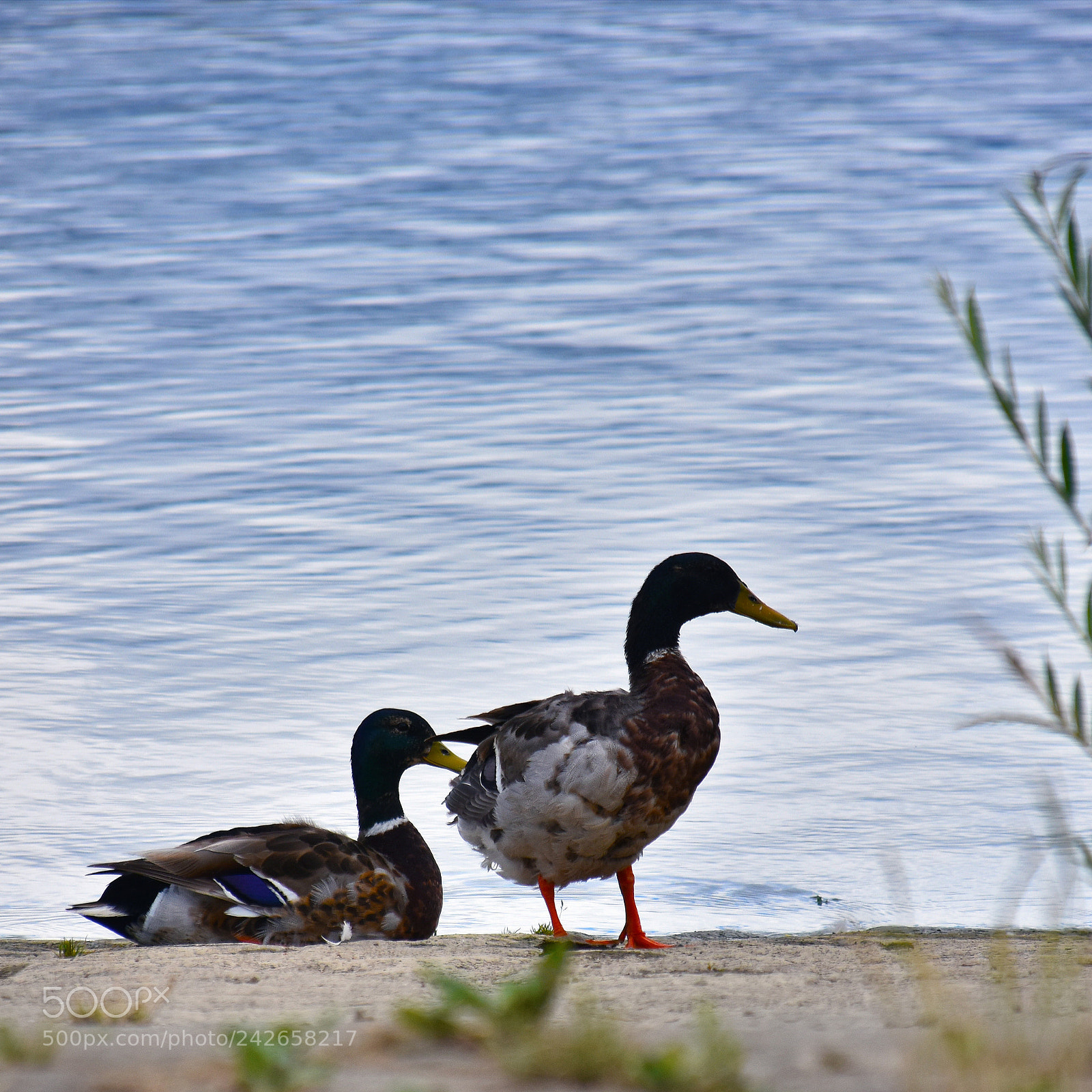 Nikon D7200 sample photo. Gänse photography
