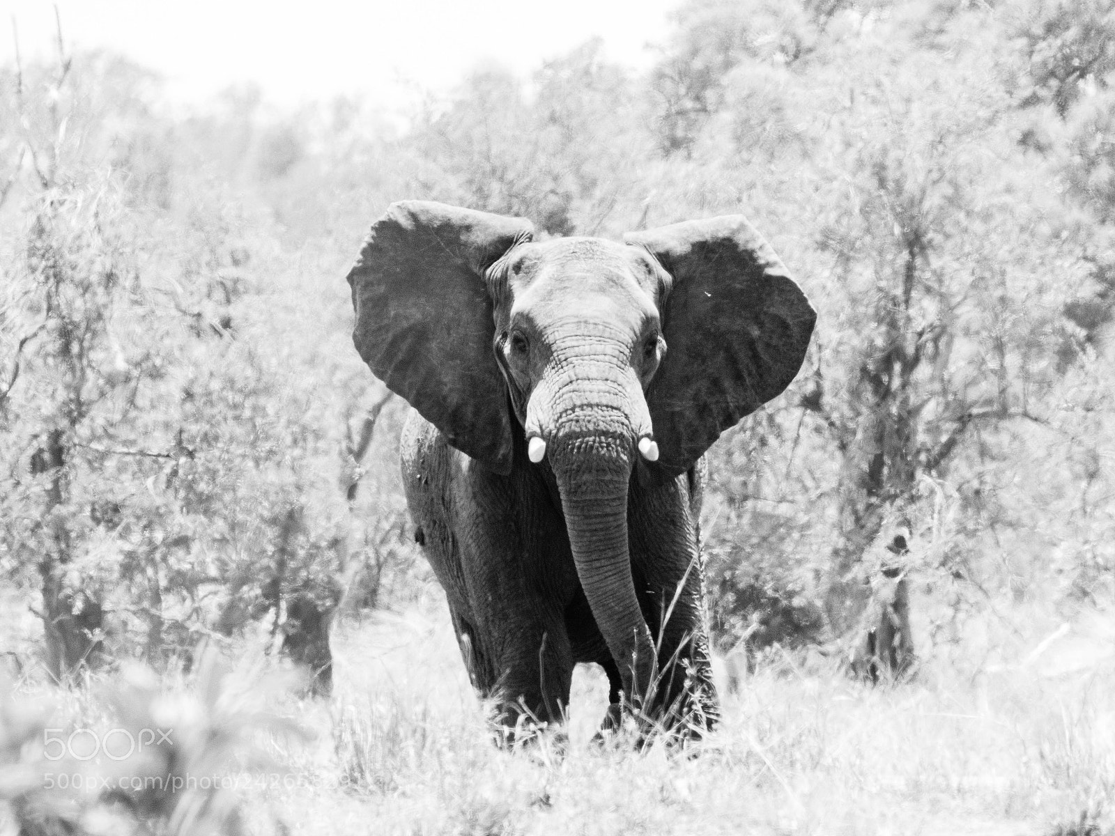 Panasonic Lumix DMC-GX8 sample photo. Proud elephant photography