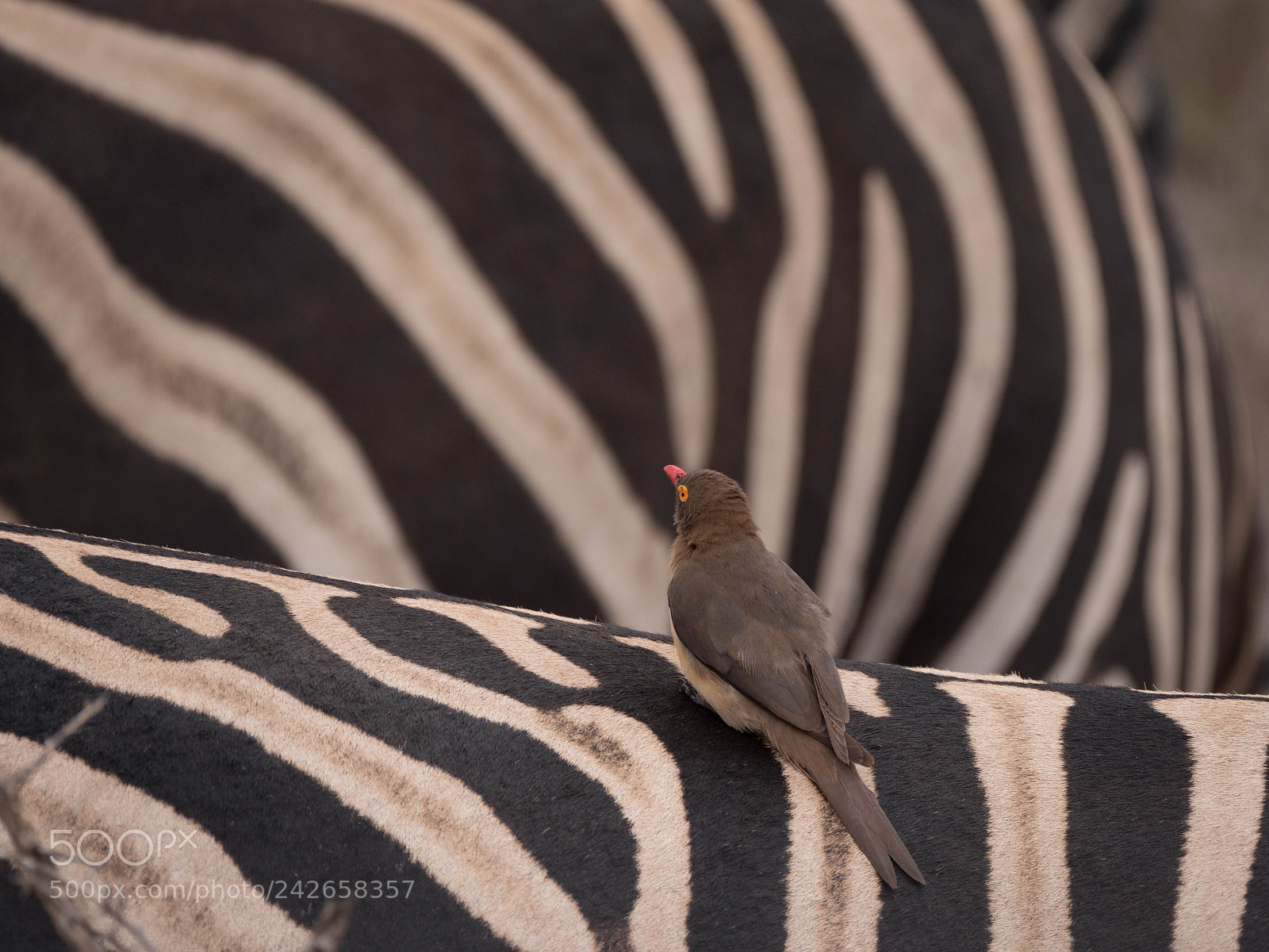 Panasonic Lumix DMC-GX8 sample photo. Zebra grooming photography