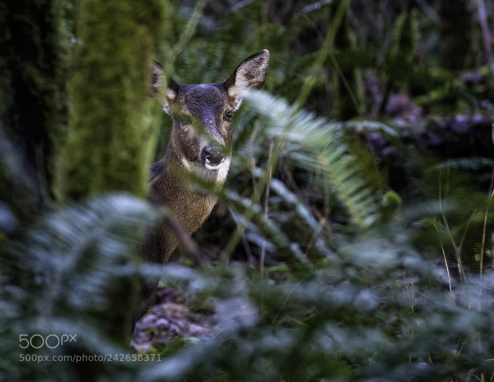Nikon D810 sample photo. Stealth photography