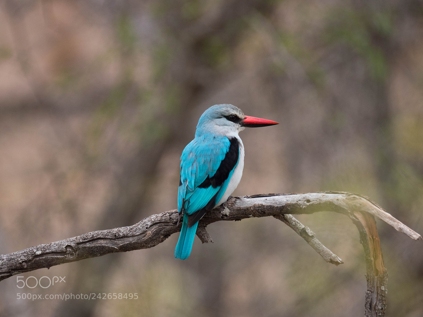 Panasonic Lumix DMC-GX8 sample photo. Blue hummingbird photography