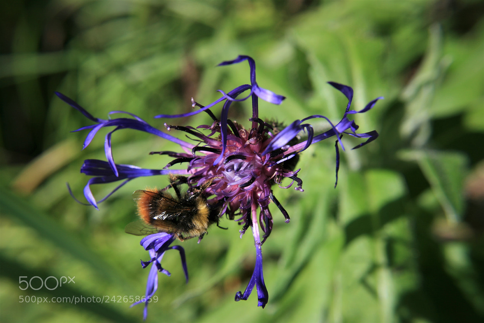 Canon EOS 400D (EOS Digital Rebel XTi / EOS Kiss Digital X) sample photo. Cosy little bumblebee sitting photography