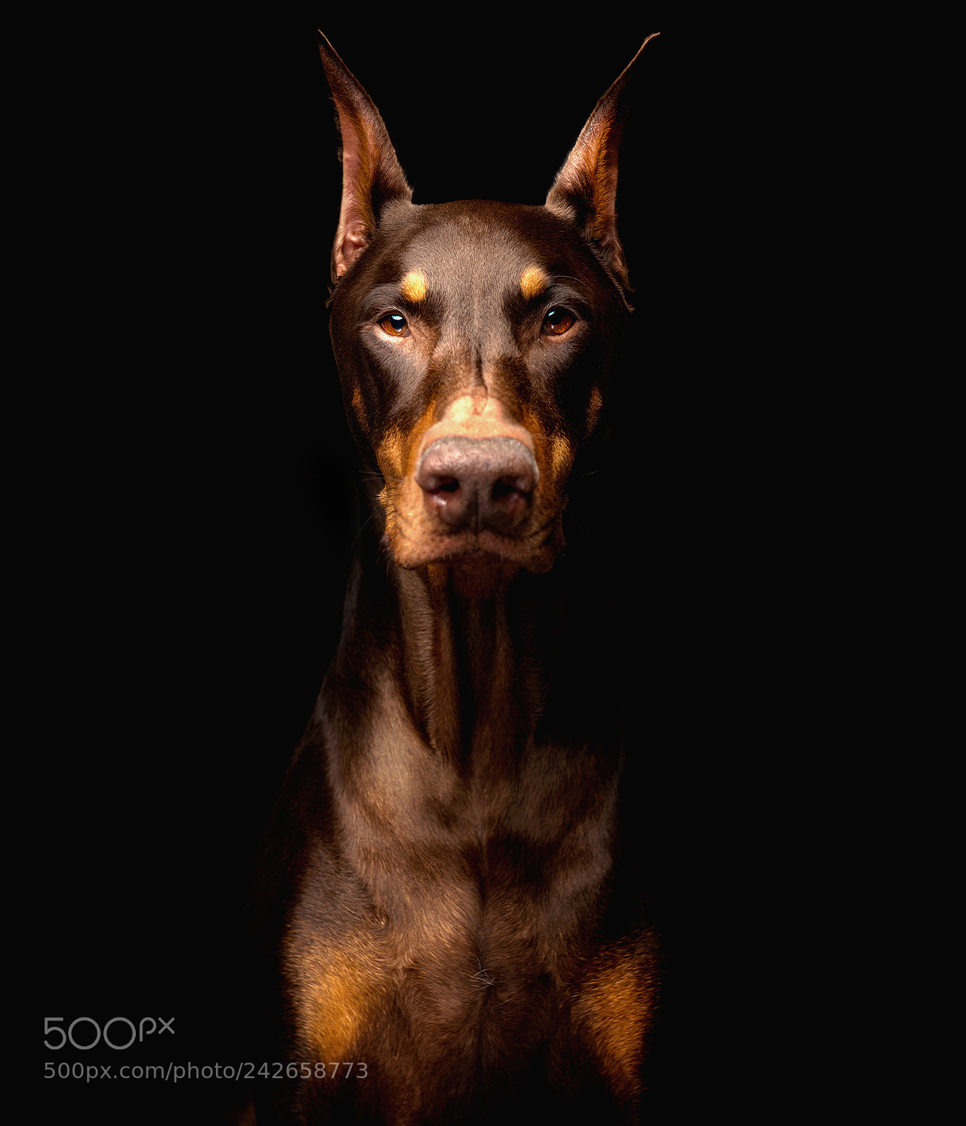 Nikon D850 sample photo. Red doberman photography