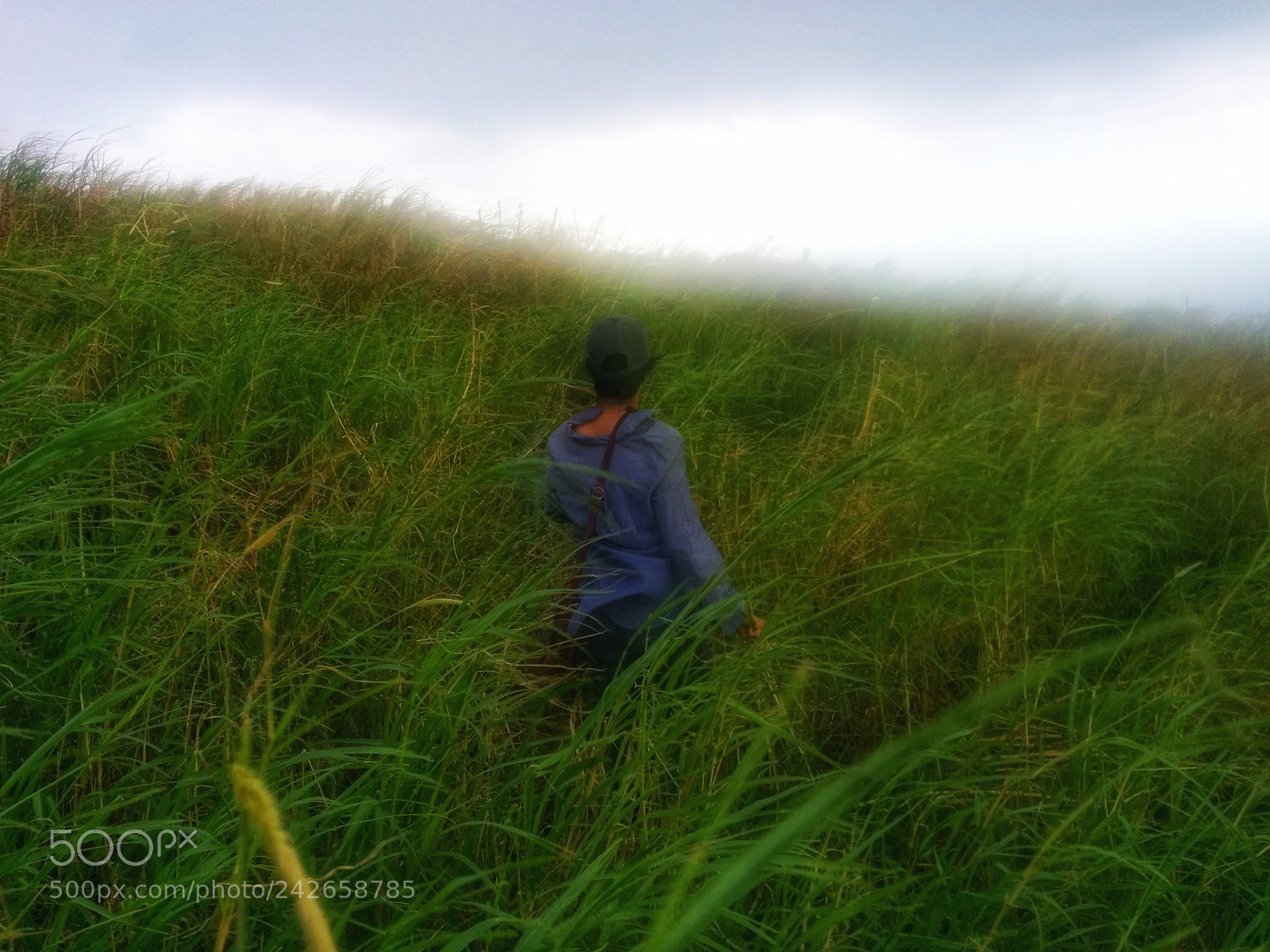 LG Nexus 5 sample photo. Grassland photography