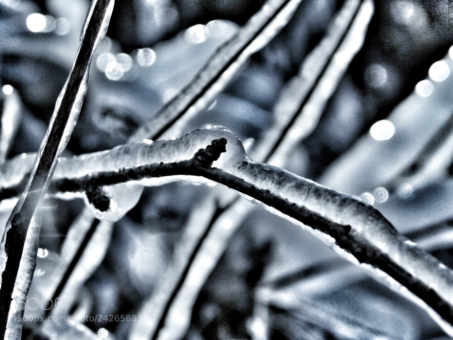 Nikon Coolpix B500 sample photo. Icy photography