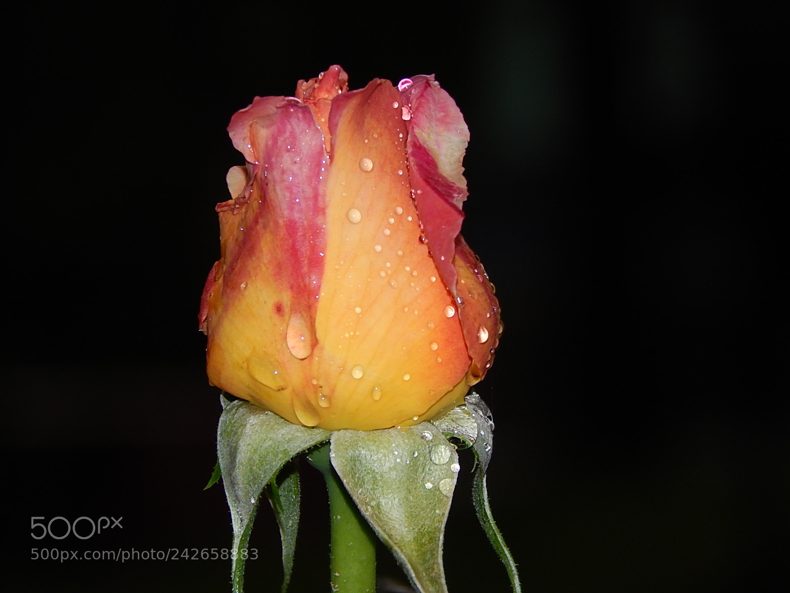 Nikon Coolpix L820 sample photo. Rose bud in the photography
