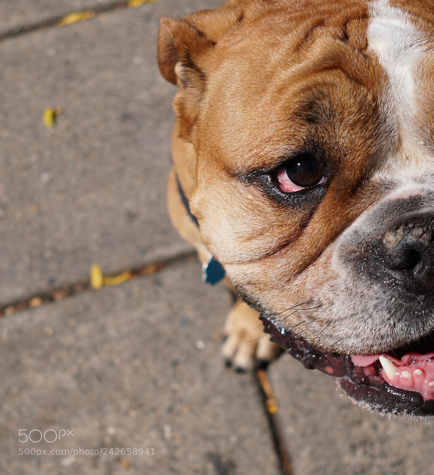 Sony a6500 sample photo. Half a dog photography