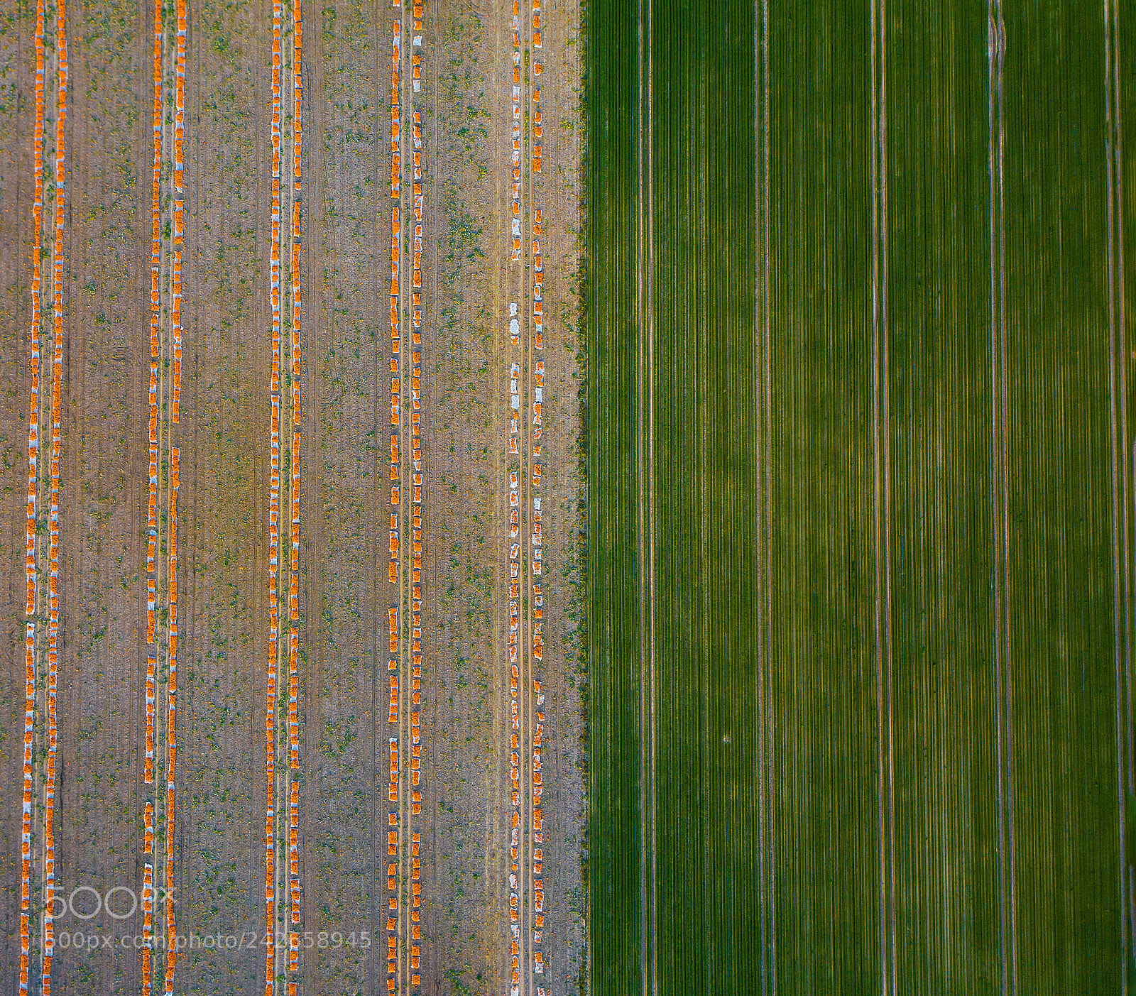 DJI FC220 sample photo. Pumpkin | leek photography