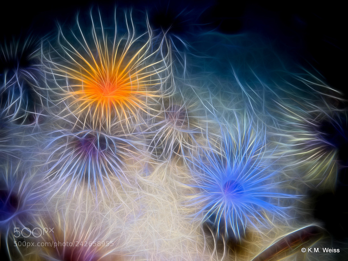 Olympus OM-D E-M1 Mark II sample photo. Sea urchins photography