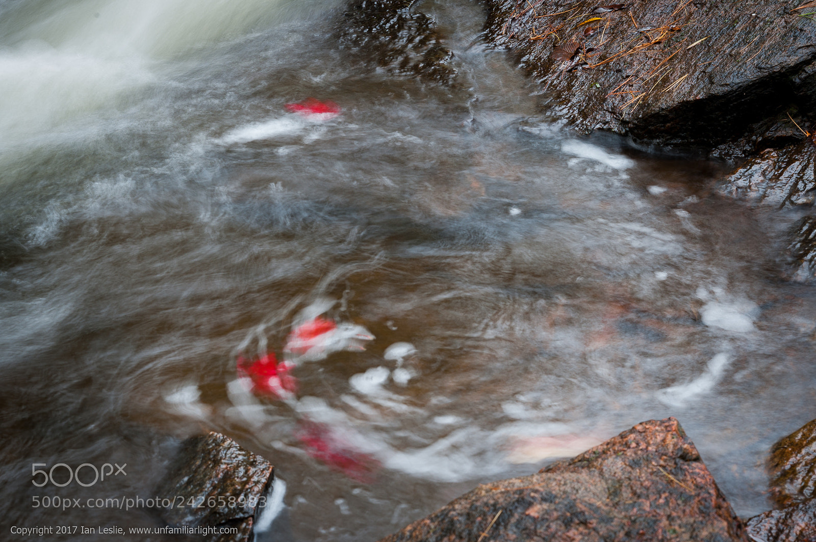 Nikon D700 sample photo. Swirling leaves photography