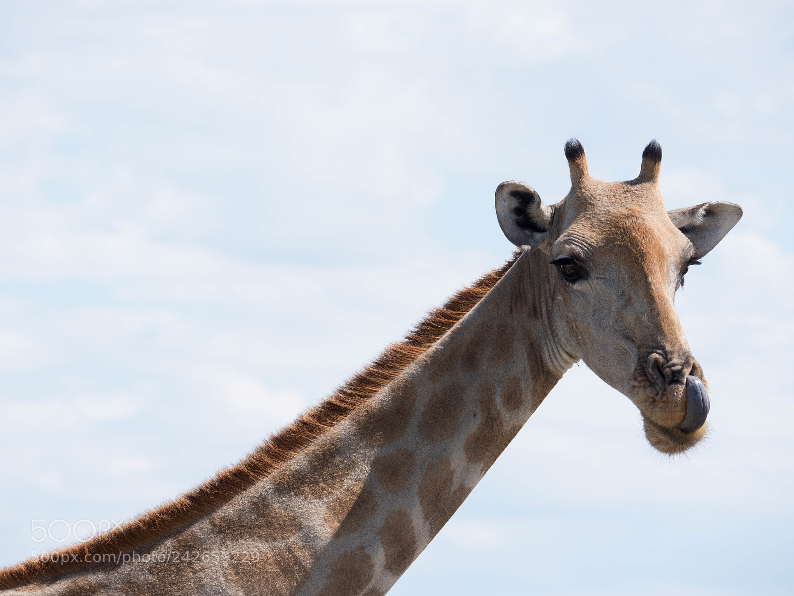 Panasonic Lumix DMC-GX8 sample photo. Cheeky giraffe photography