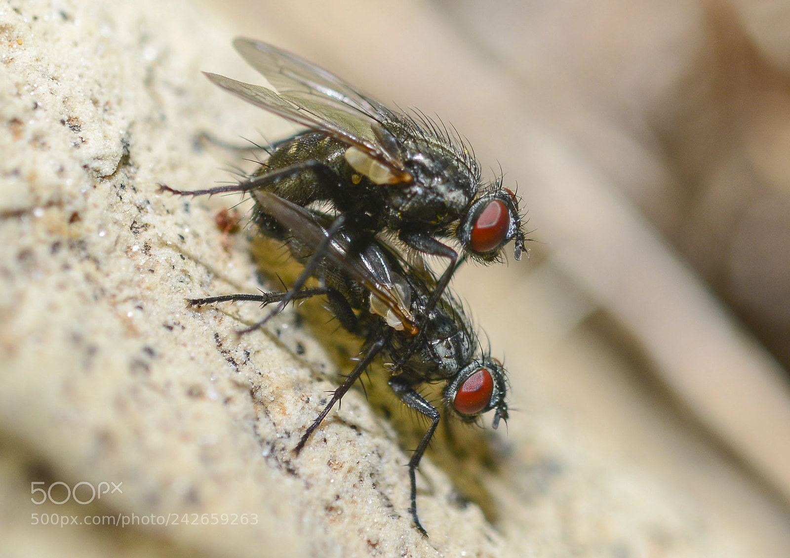 Nikon D7100 sample photo. Some of life photography