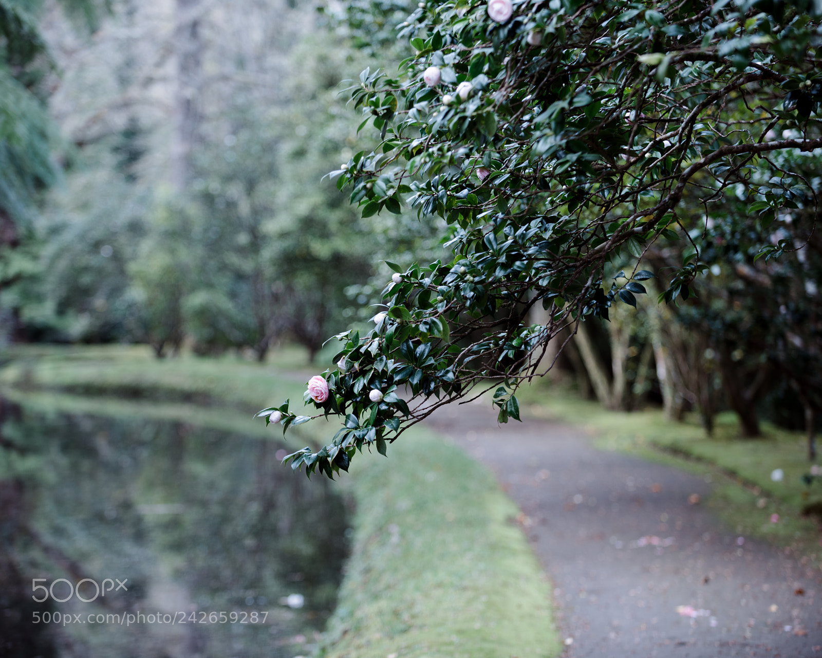 Nikon D800 sample photo. Terra nostra photography