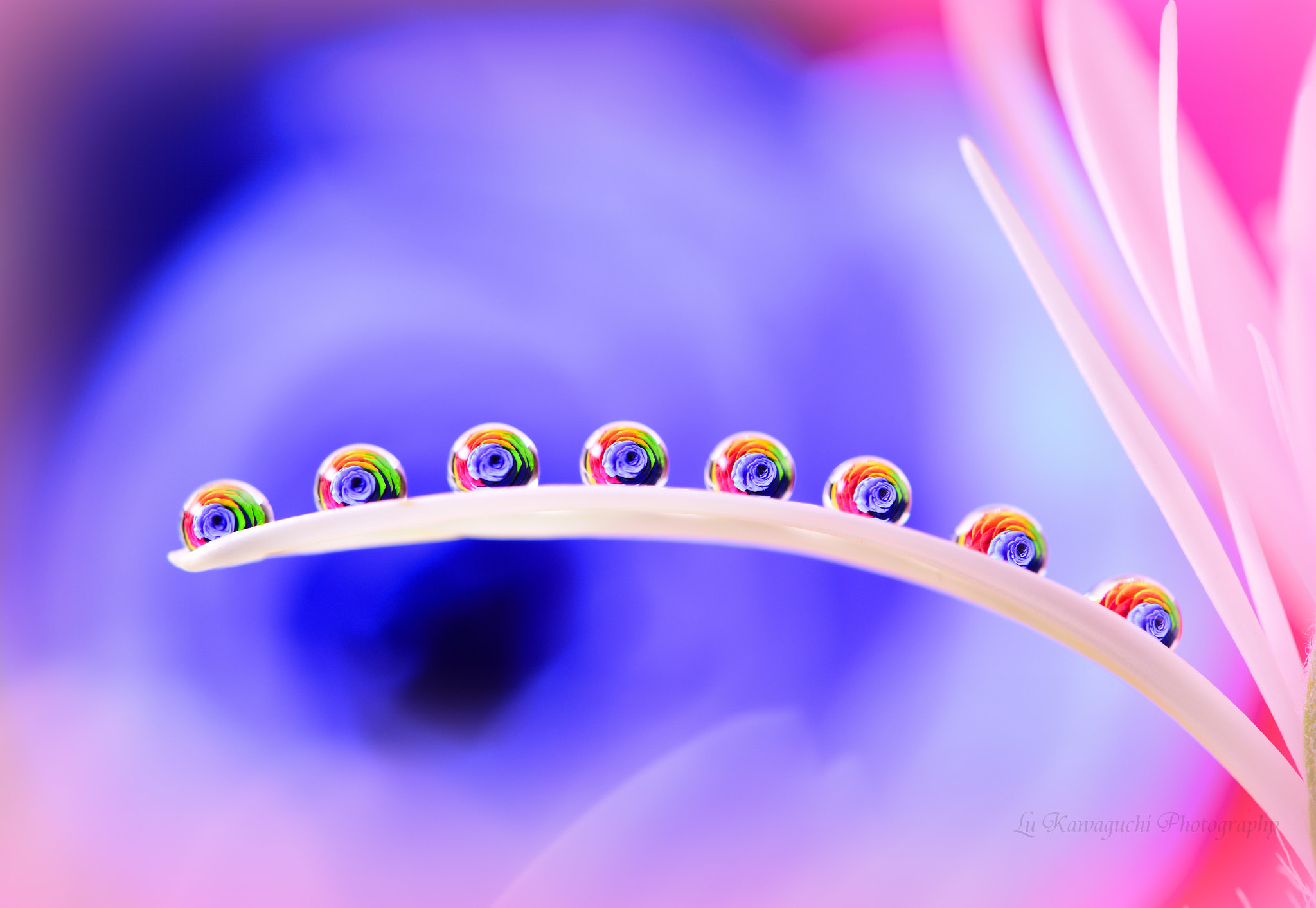 Nikon AF-S Micro-Nikkor 105mm F2.8G IF-ED VR sample photo. *small miracles* photography
