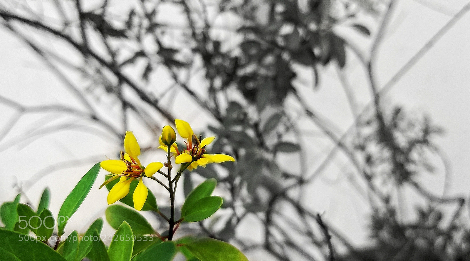 Motorola Moto G (5) Plus sample photo. Delicadas photography
