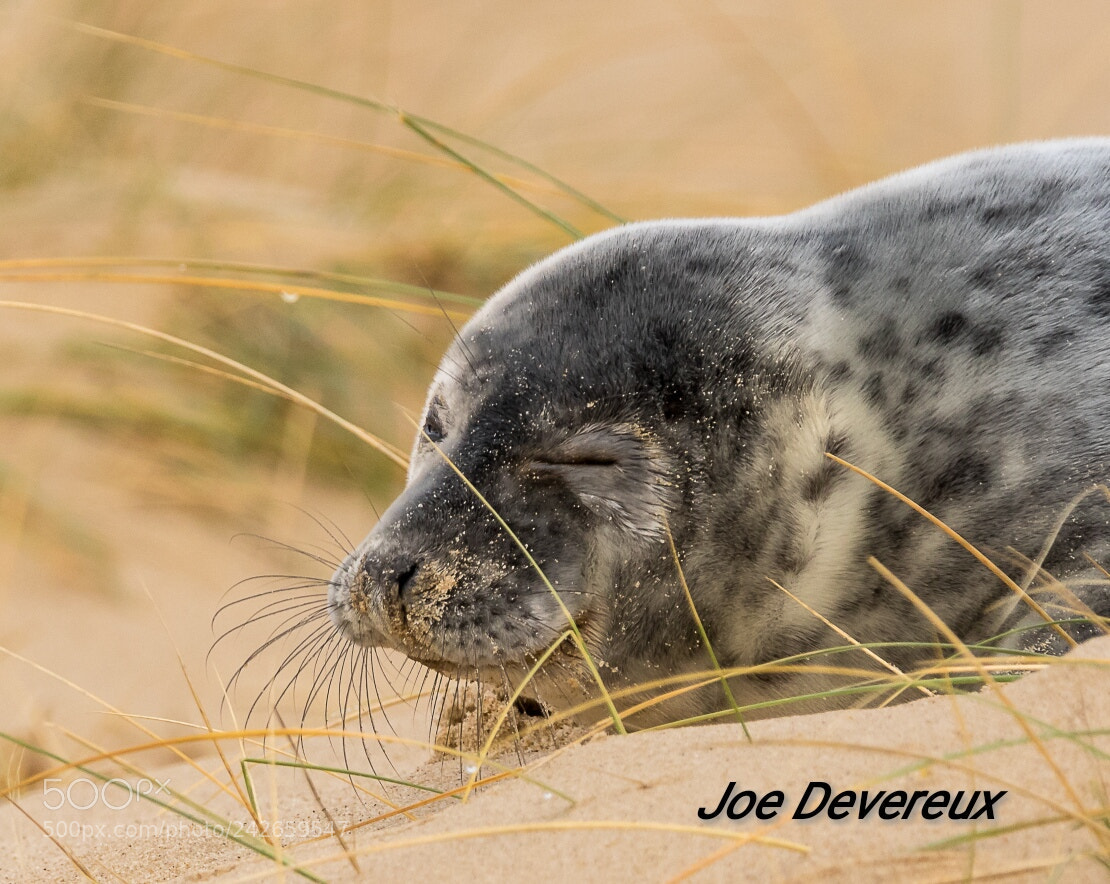 Canon EOS 7D Mark II sample photo. Seal pup photography