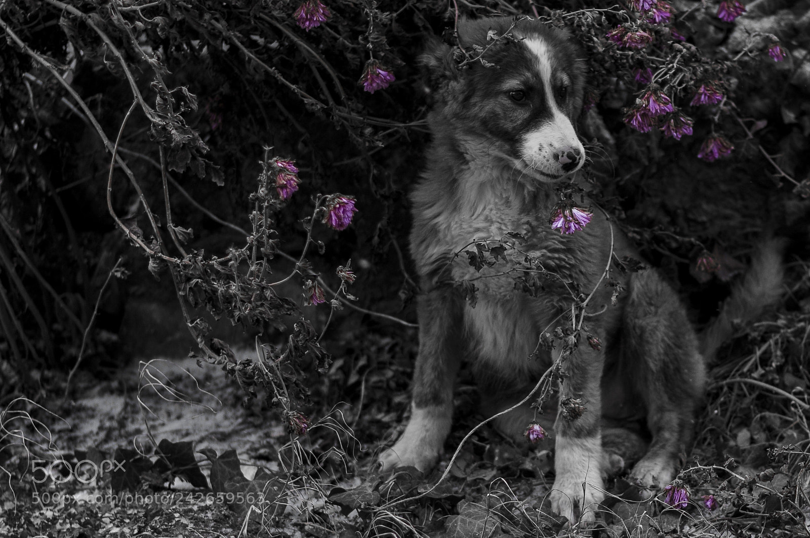 Nikon D300 sample photo. A silent moment during photography