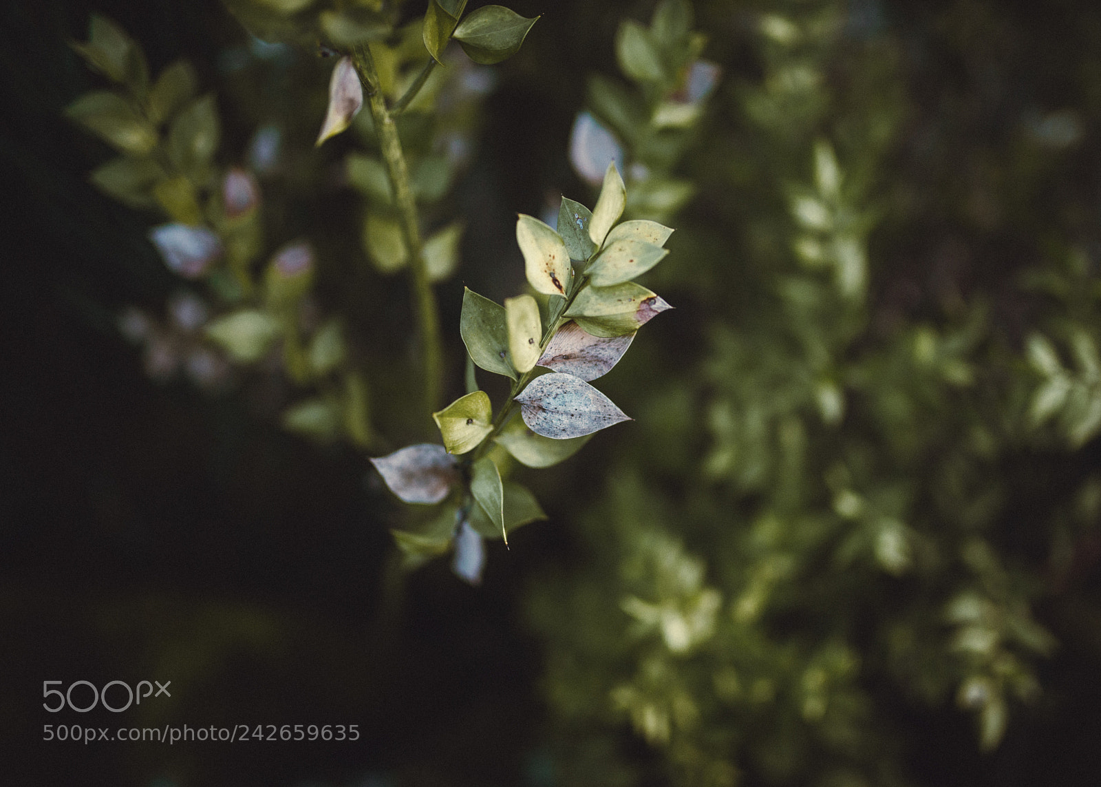 Nikon D610 sample photo. Untitled photography